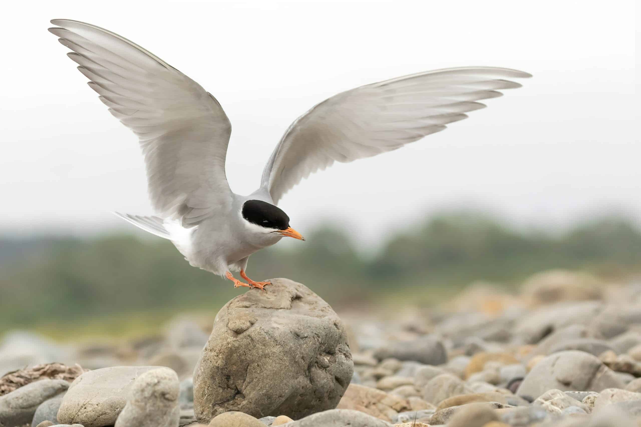 Black-fronted Tern