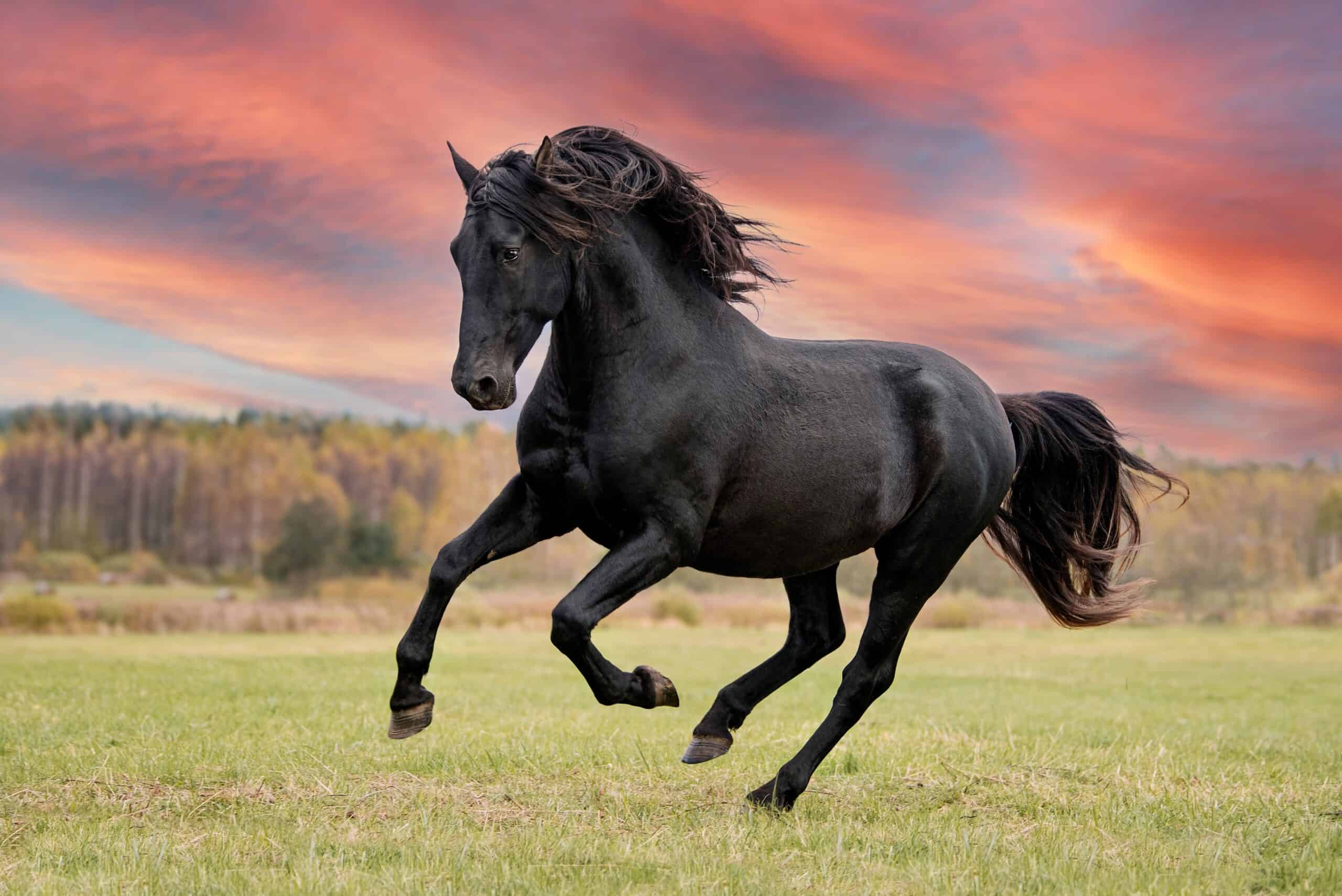 Black horse