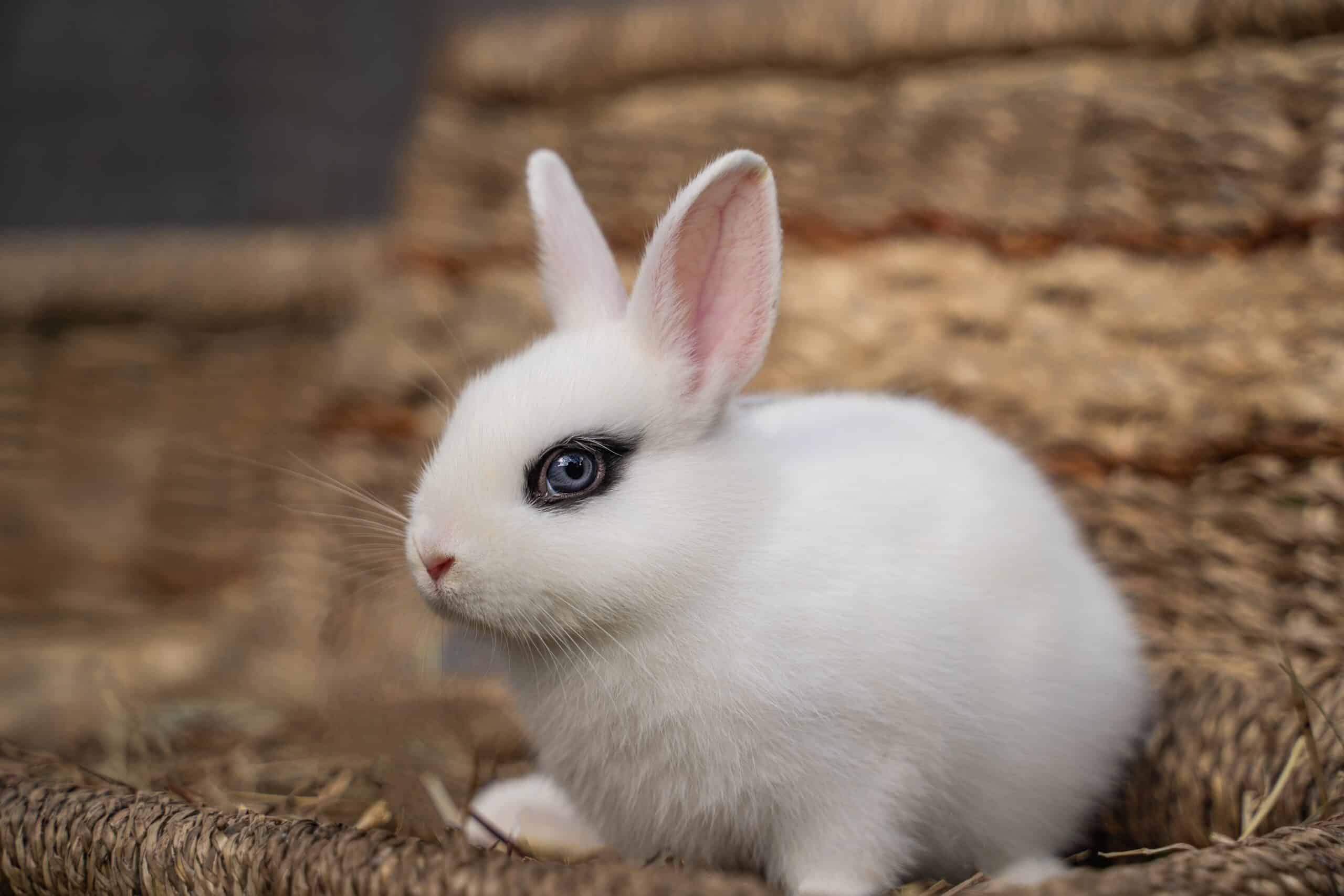 Blanc de Hotot rabbit