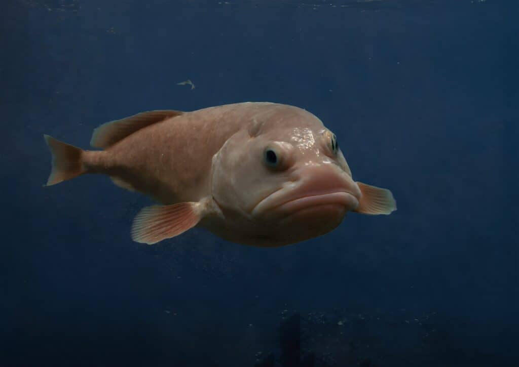 Blobfish