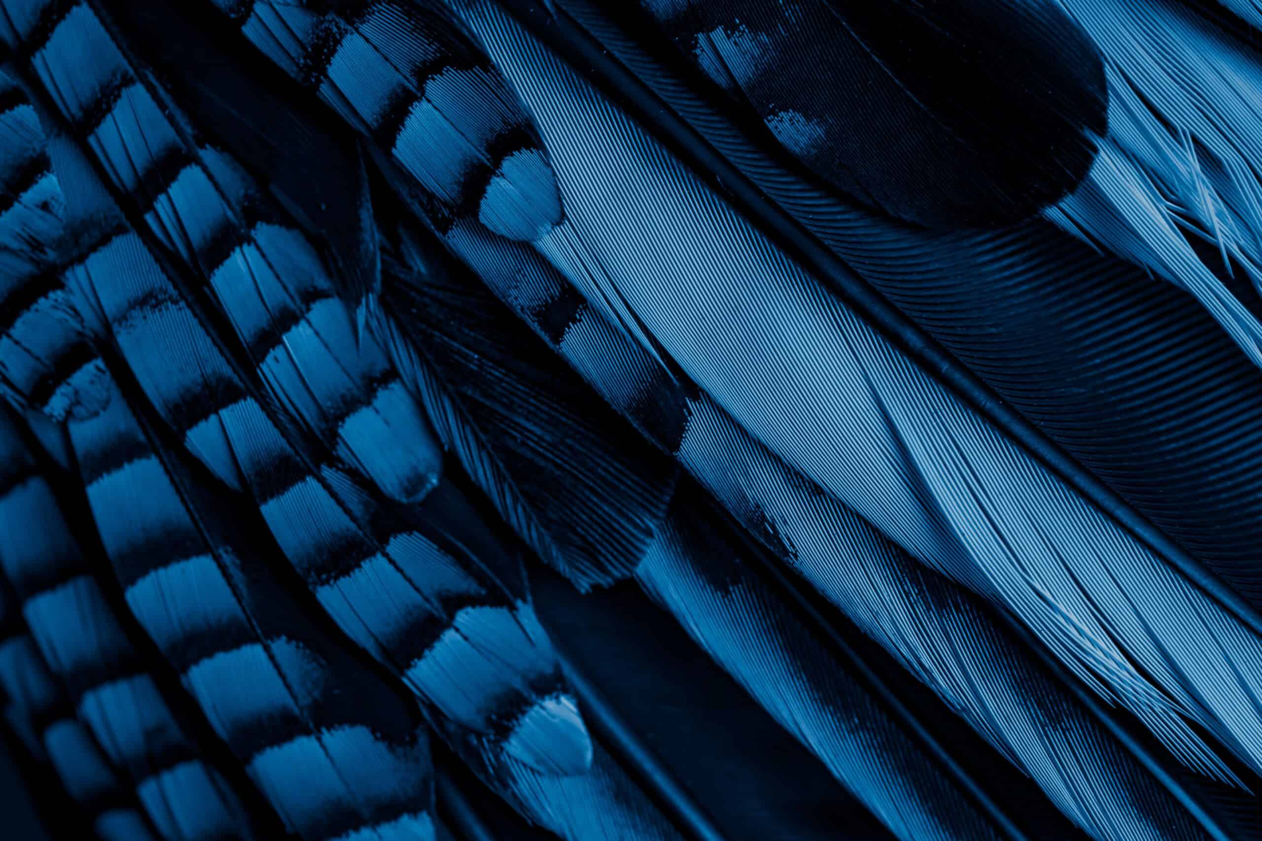 Blue Jay Feather