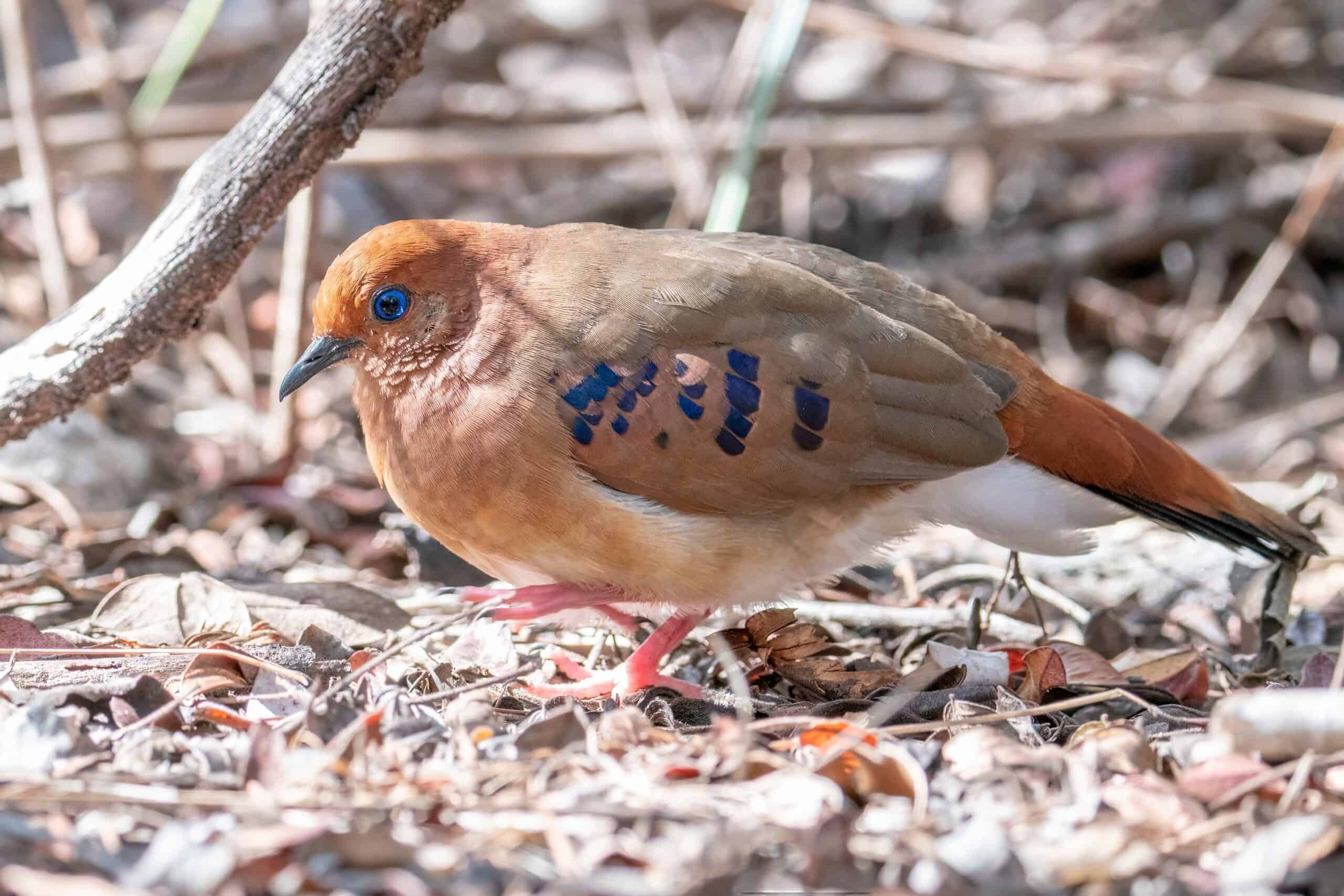 Blue-eyed Ground-dove