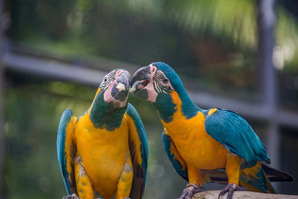 Blue-throated Macaw