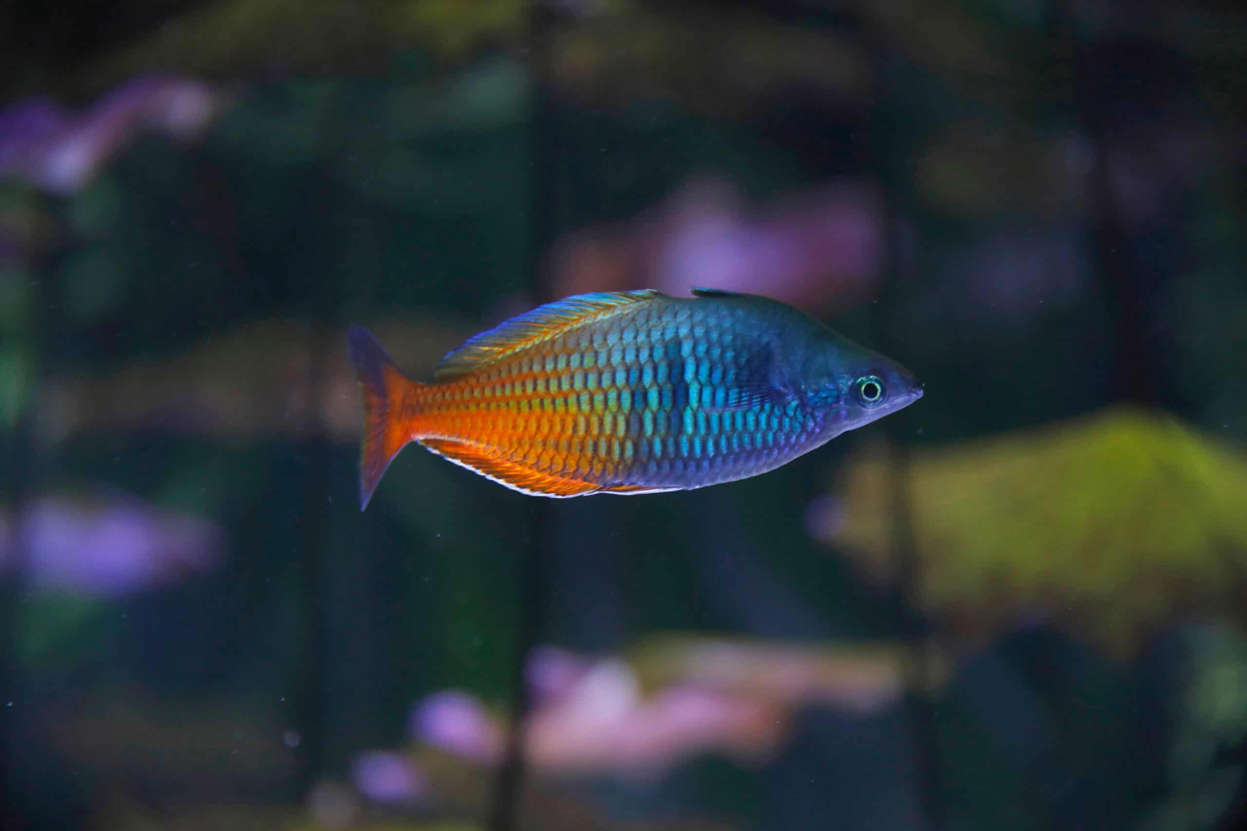 Boesemani Rainbowfish