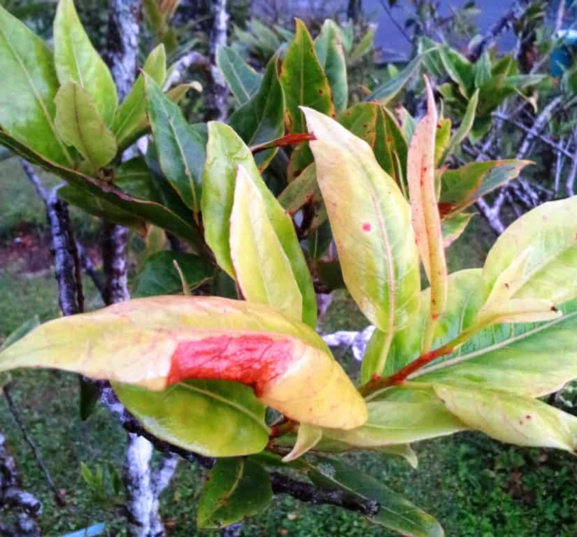 Bois Dentelle (Elaeocarpus bojeri)