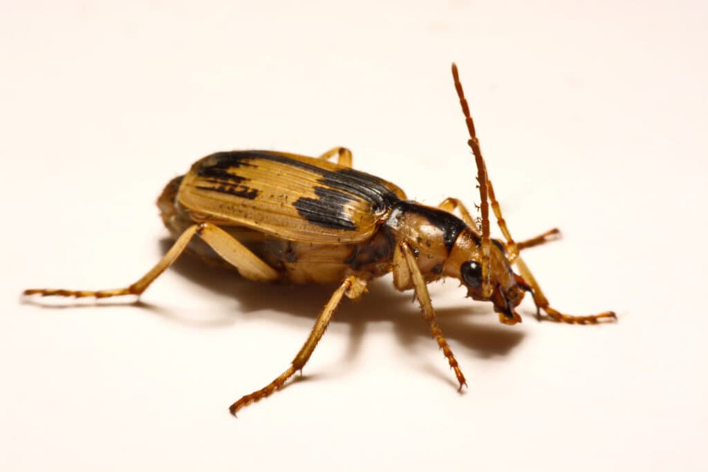 Bombardier Beetle