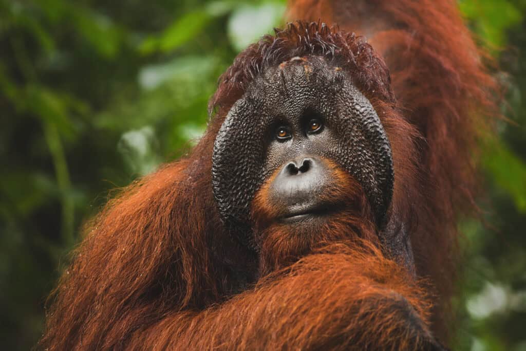 Bornean Orangutan