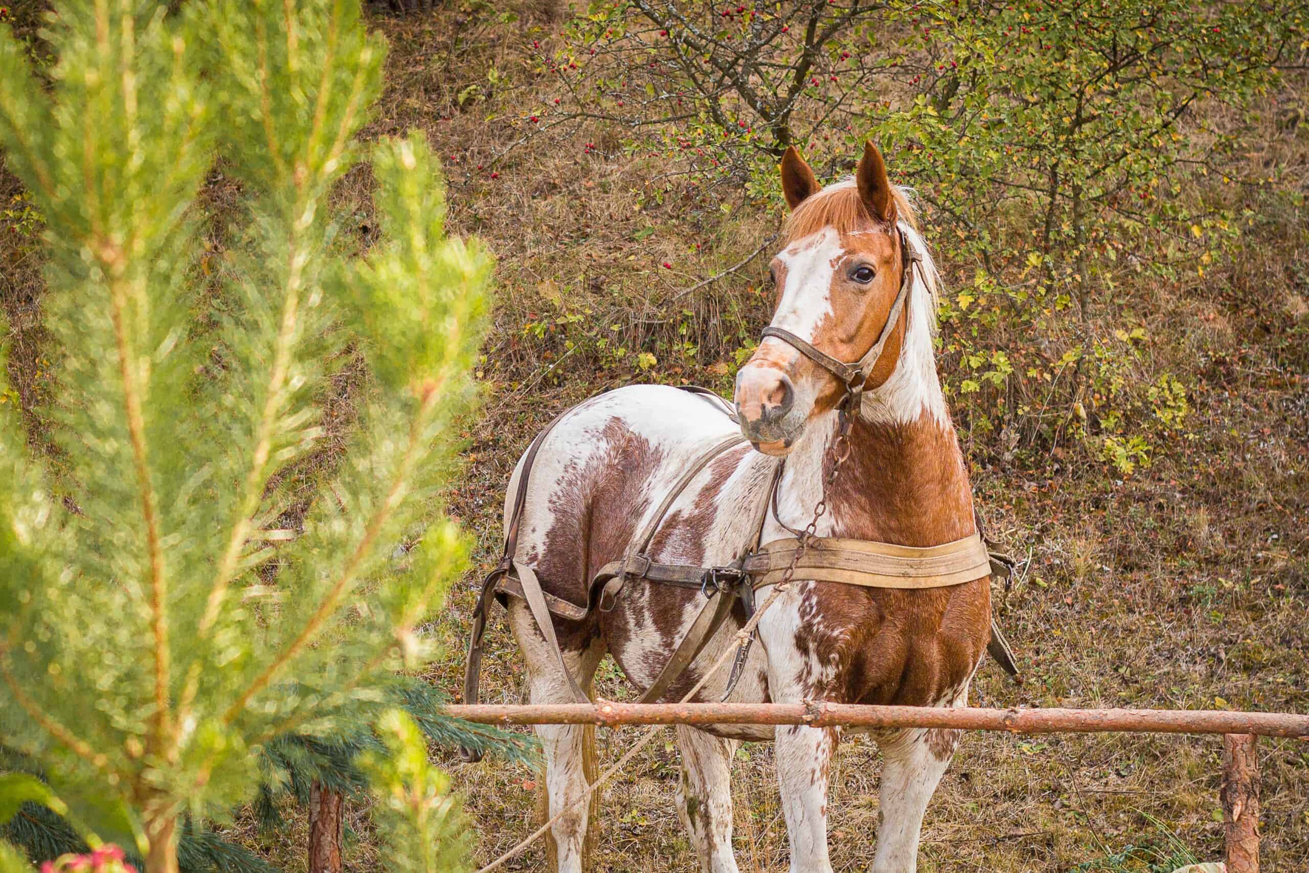 Brindle horse color