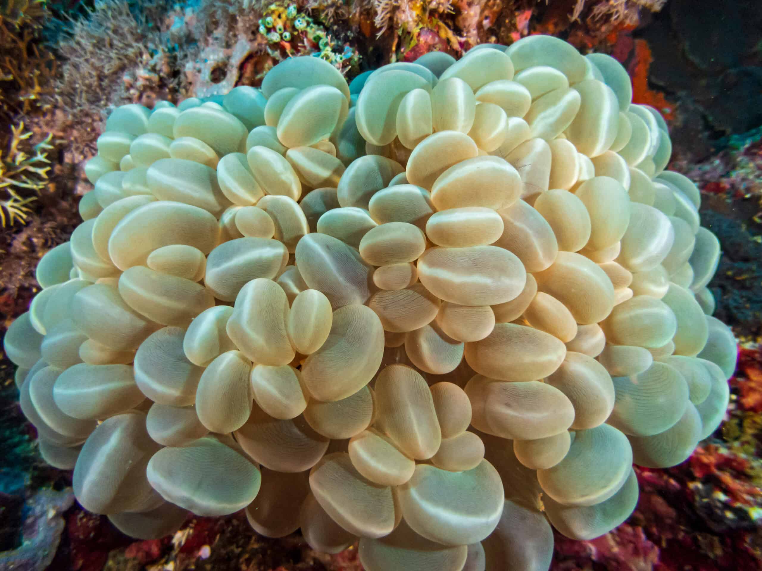 Bubble Coral (Plerogyra sinuosa)