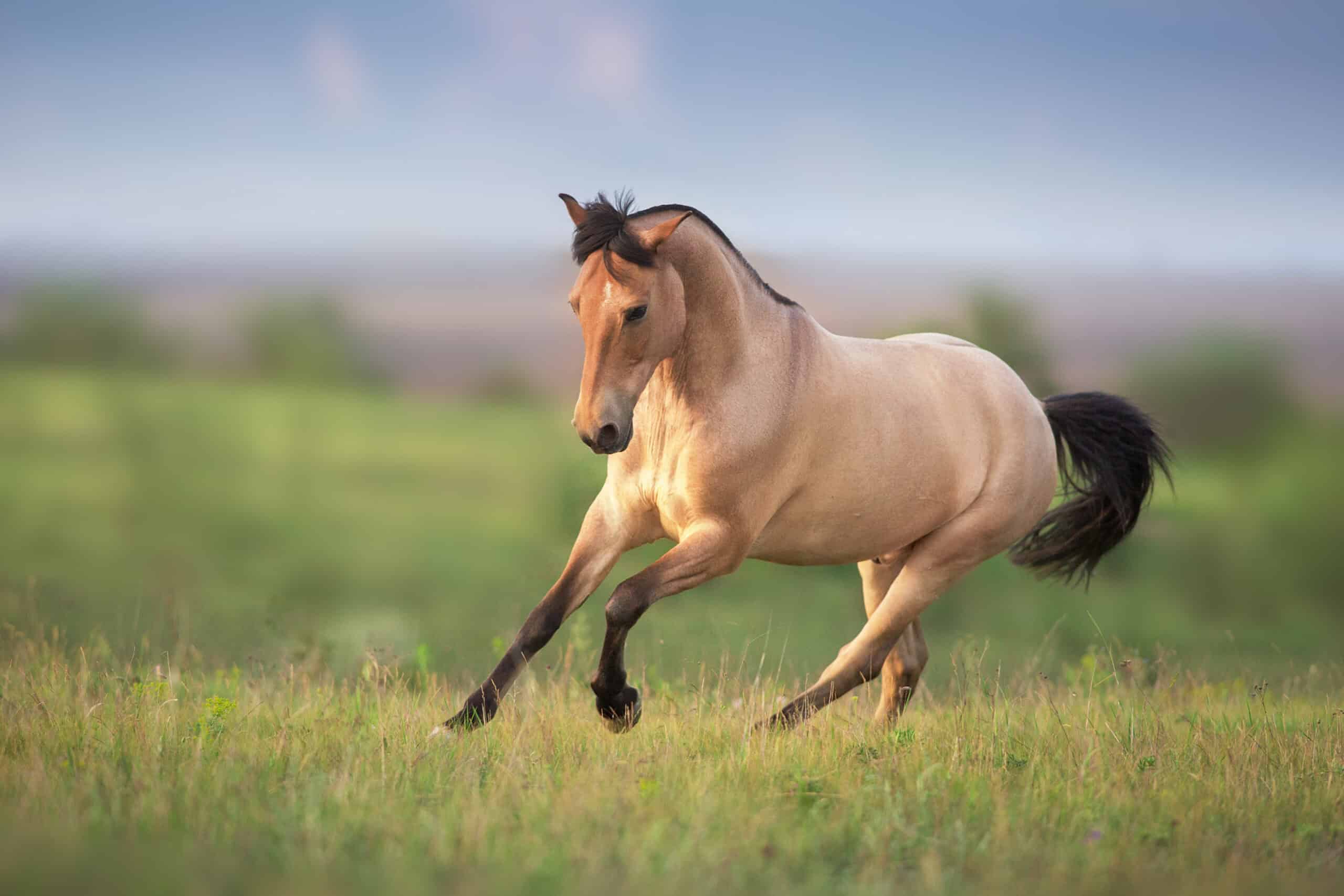 Buckskin horse