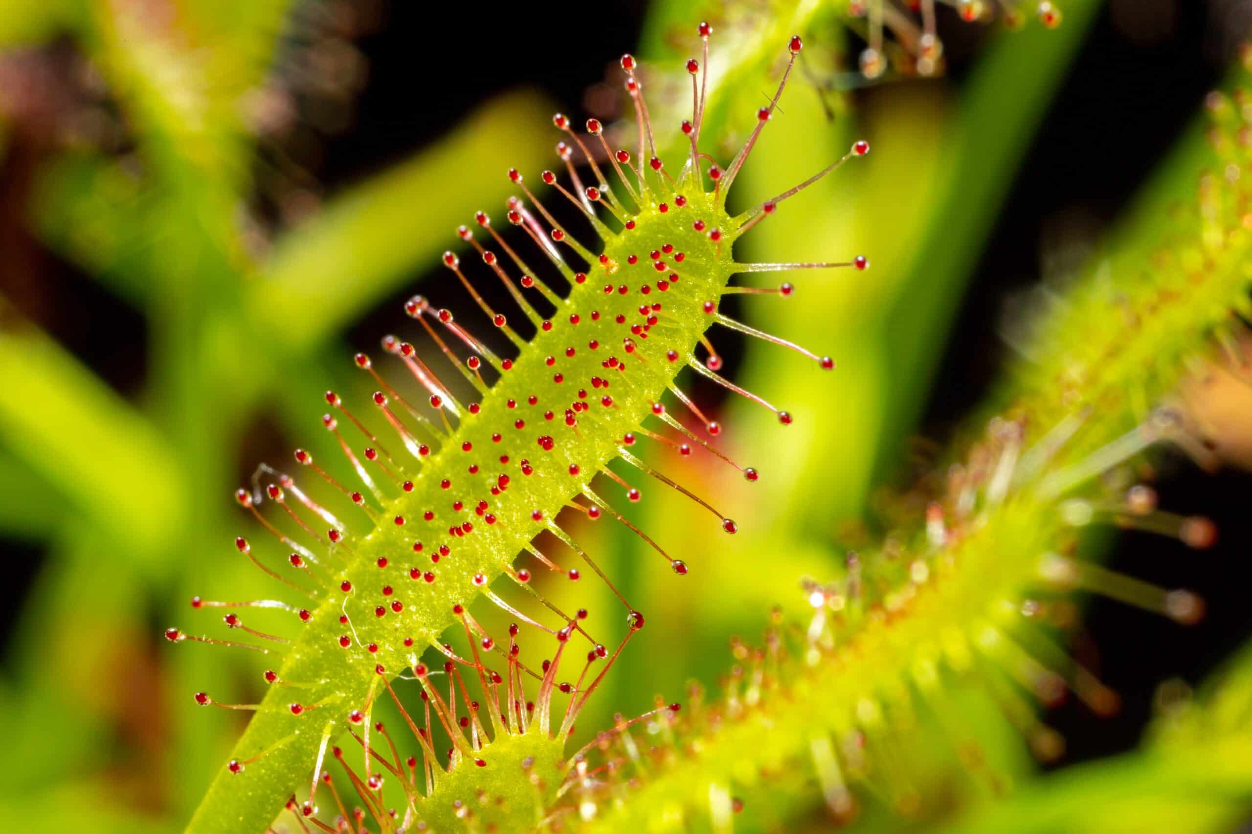 Cape Sundew