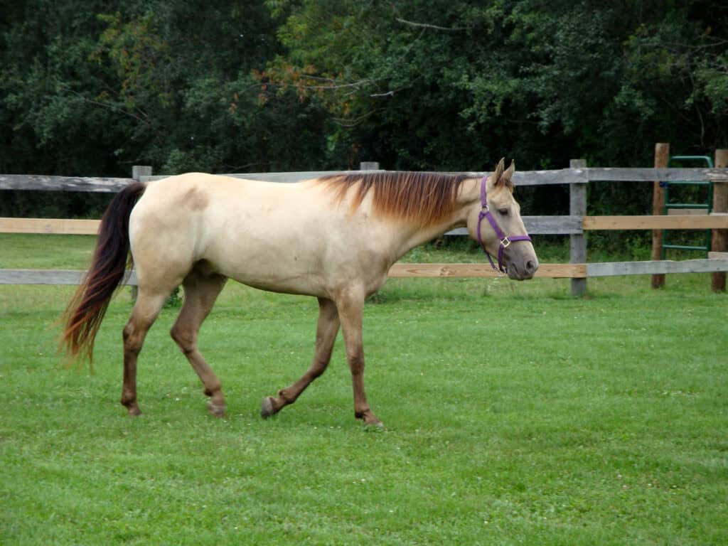 13 Horse Coat Colors from Least to Most Rare - Rarest.org