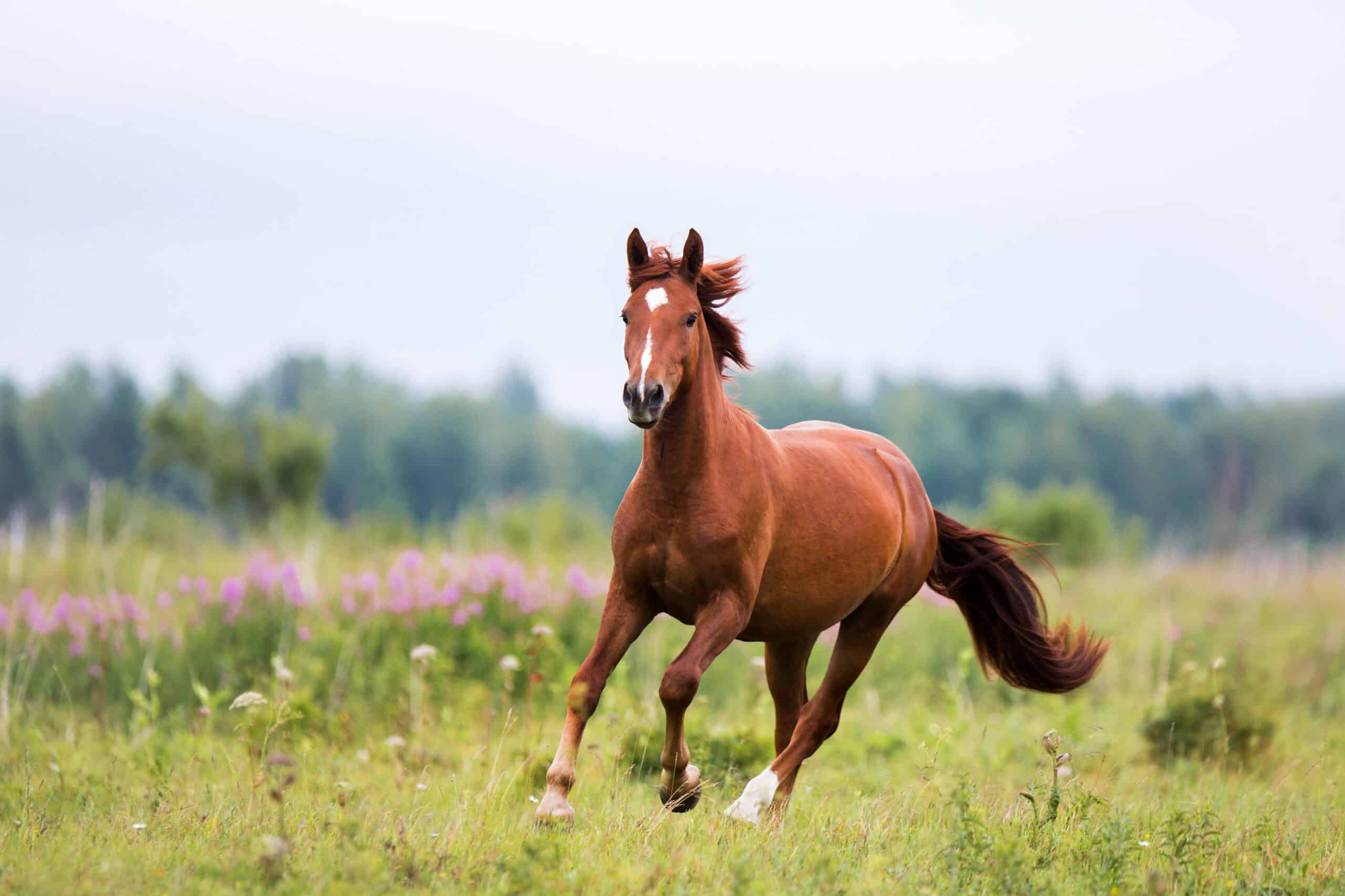 Chestnut horse color