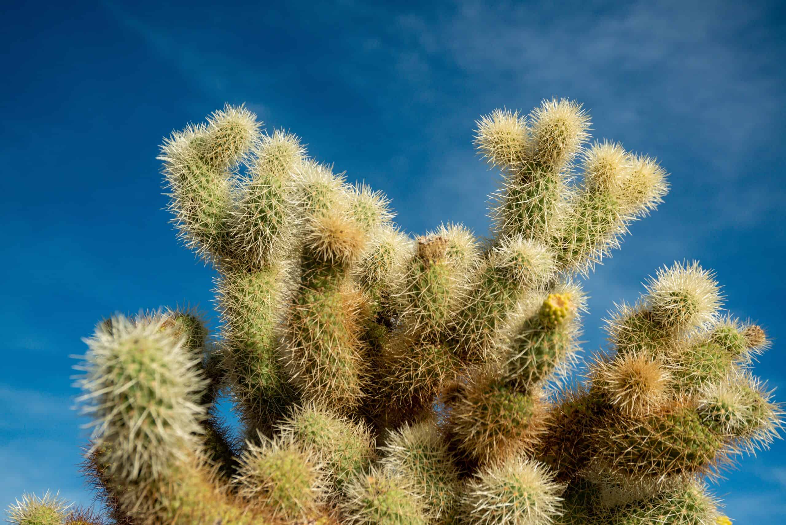 Teddy Bear Cholla