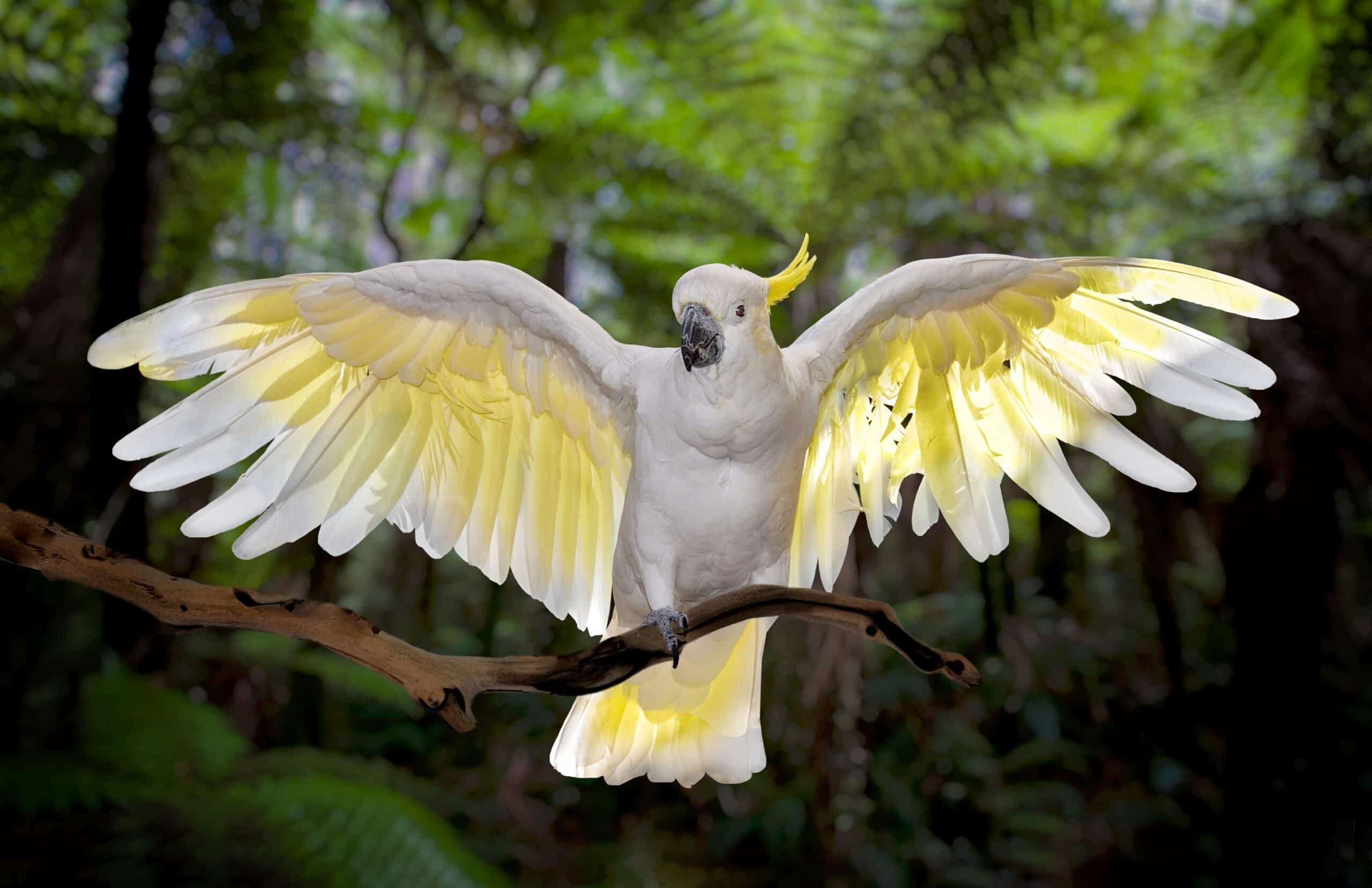 Cockatoo Feather