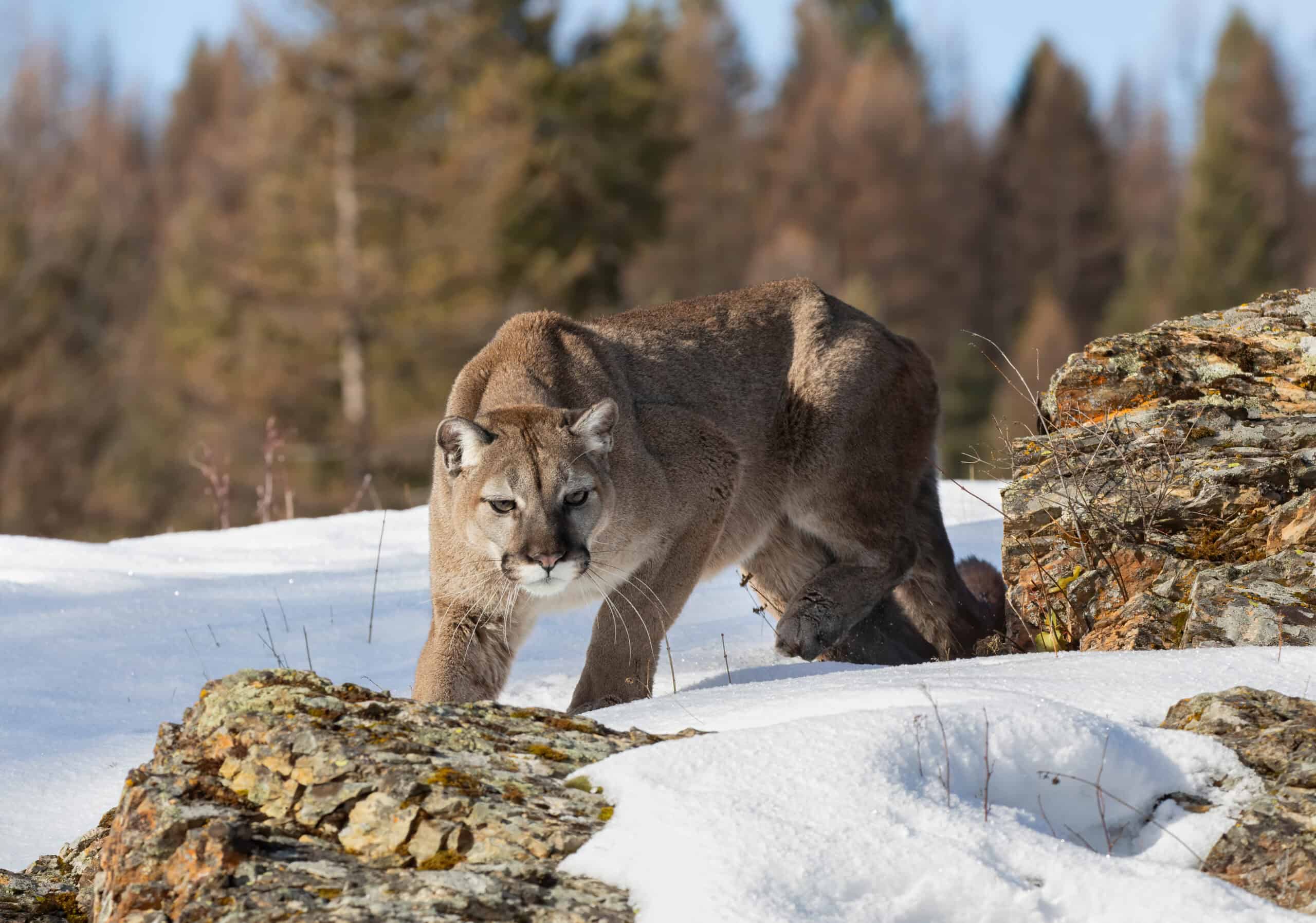 Cougar