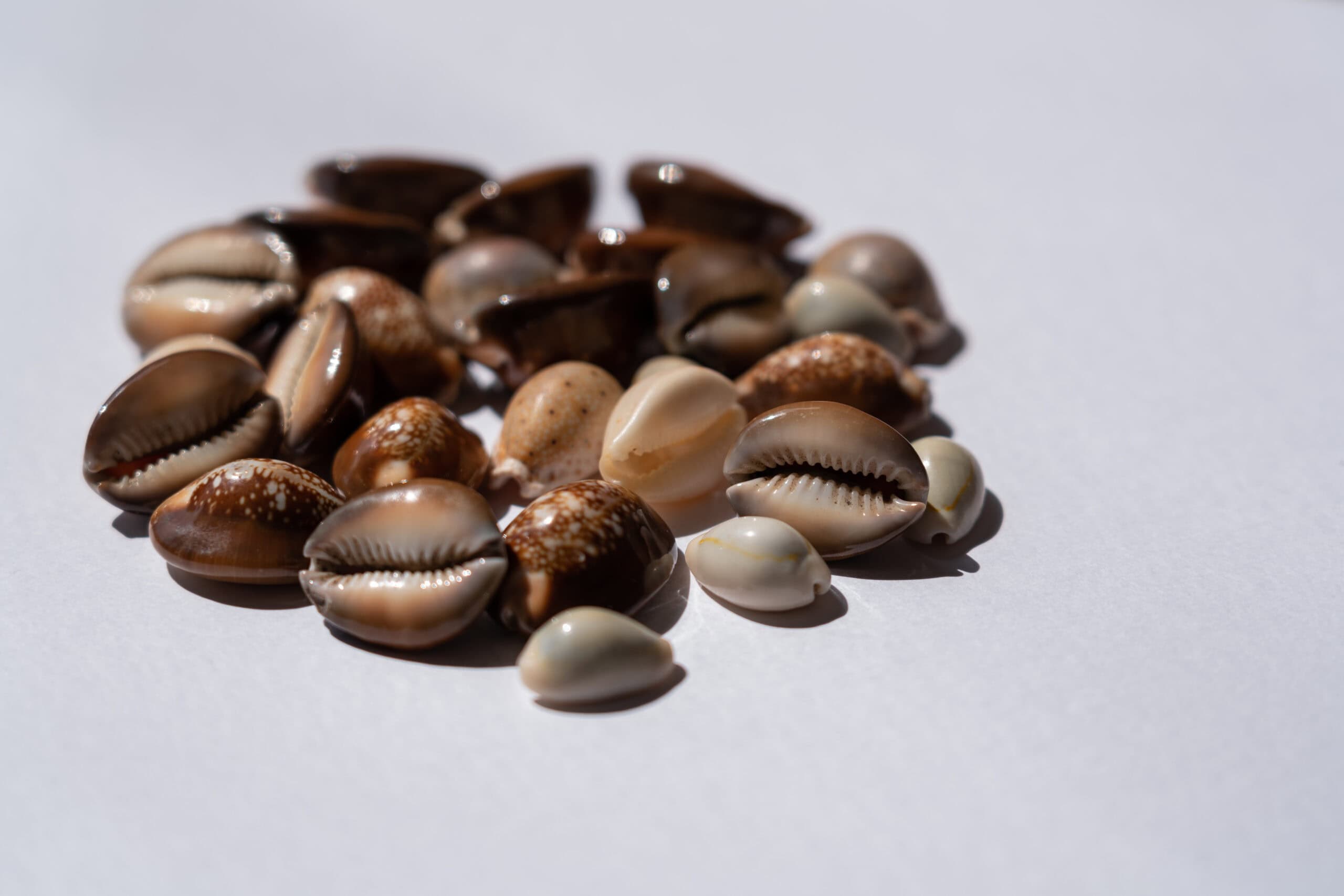 Cowrie Shells (Africa, Asia, Oceania)