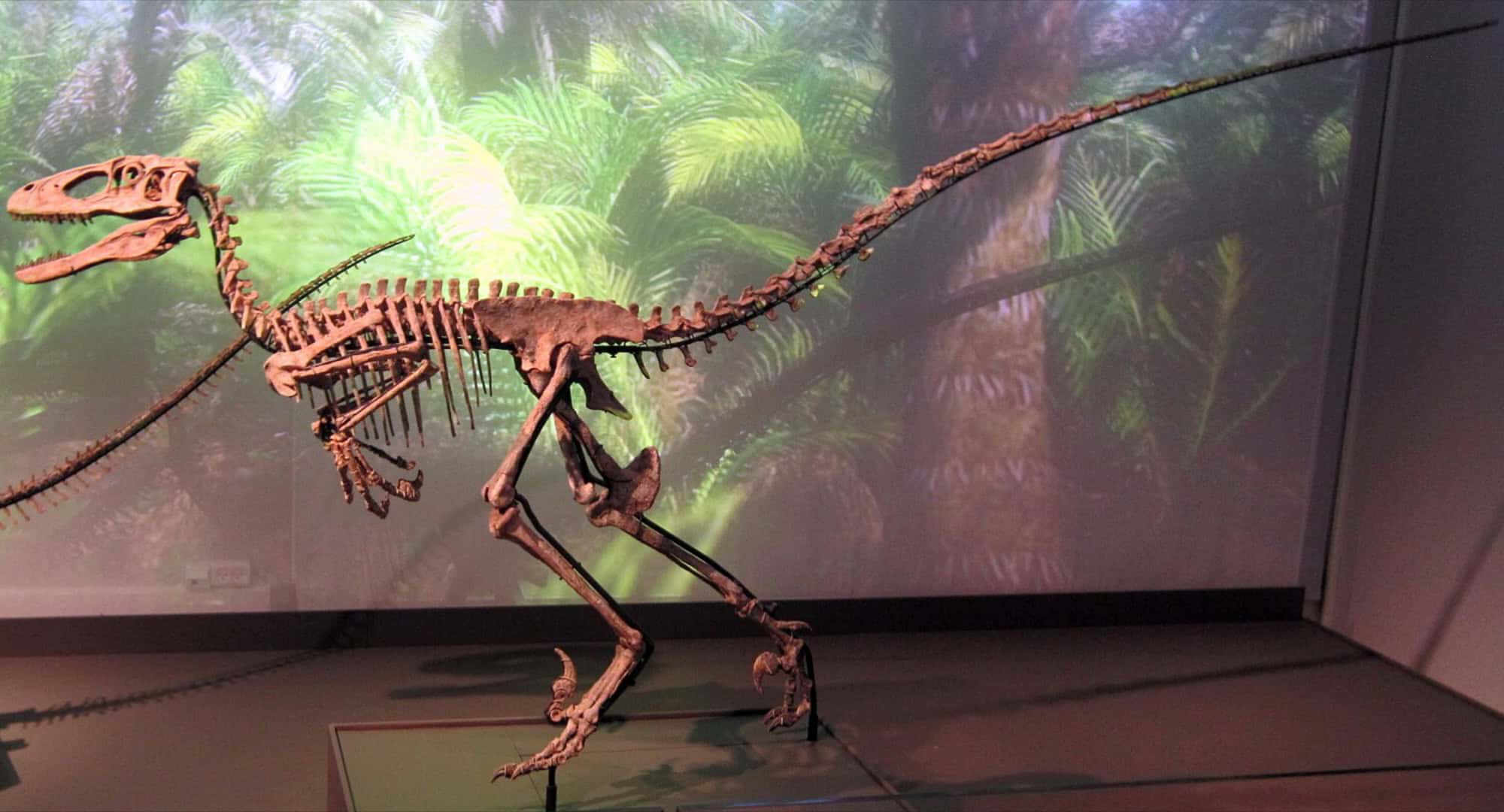 Deinonychus Skeleton