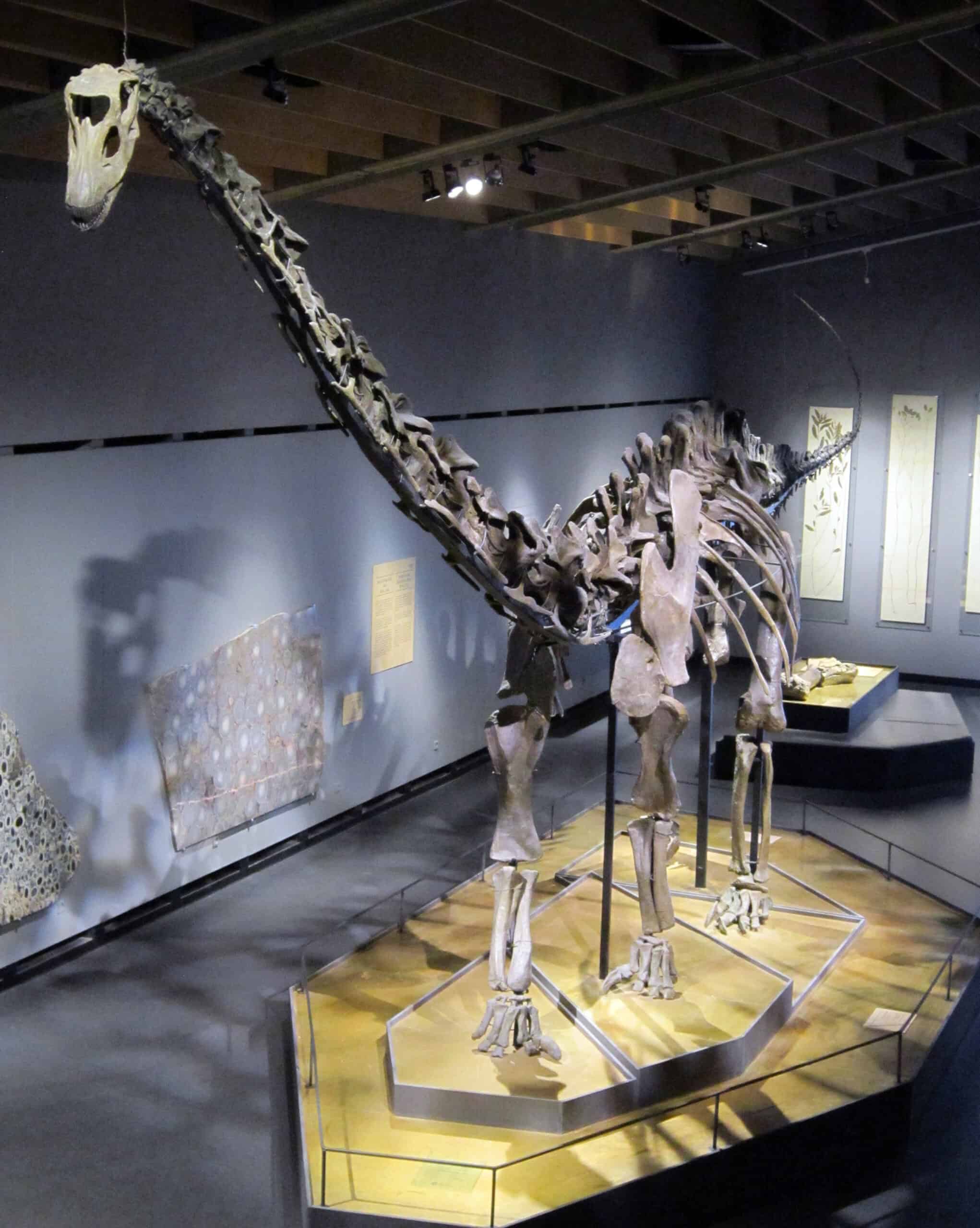 Diplodocus Skeleton Misty