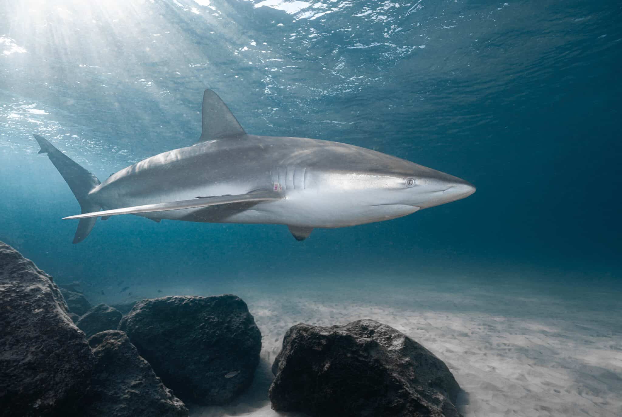 16 Largest Sharks in the World - Rarest.org