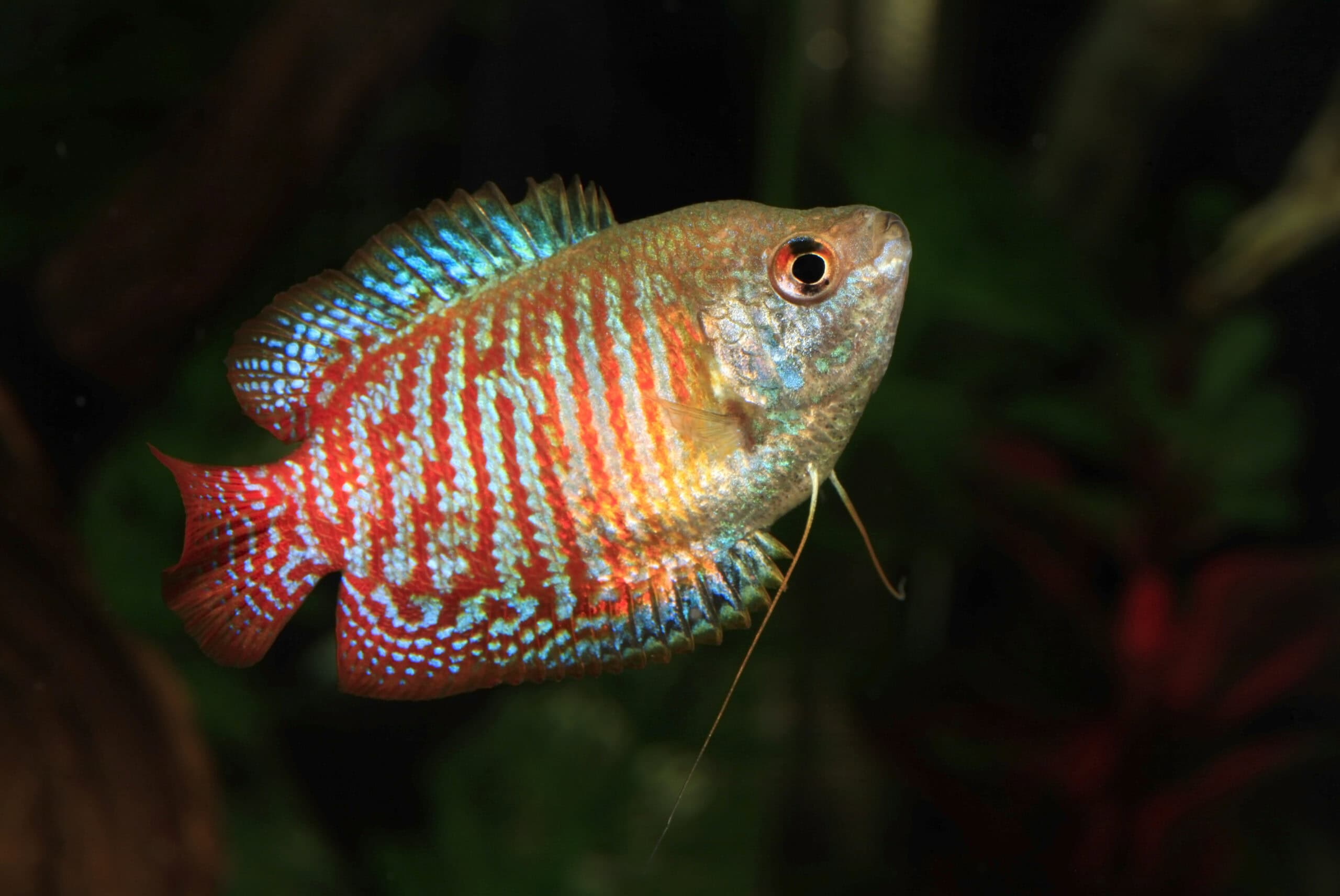 Dwarf Gourami