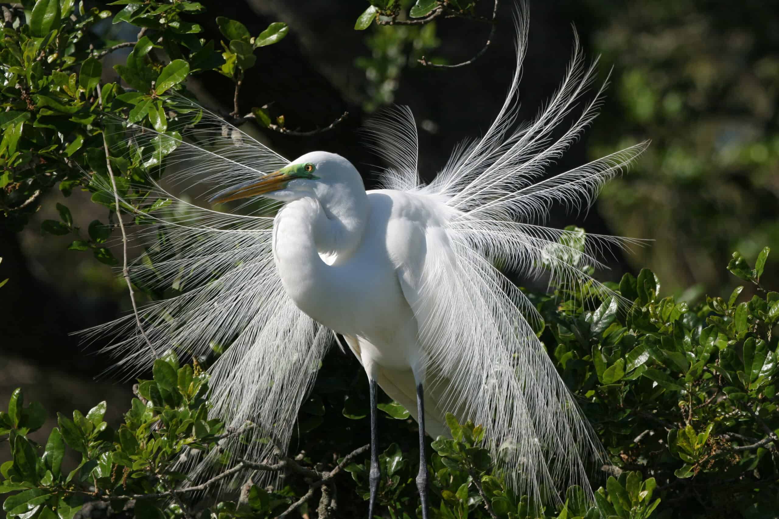 Egret Plume