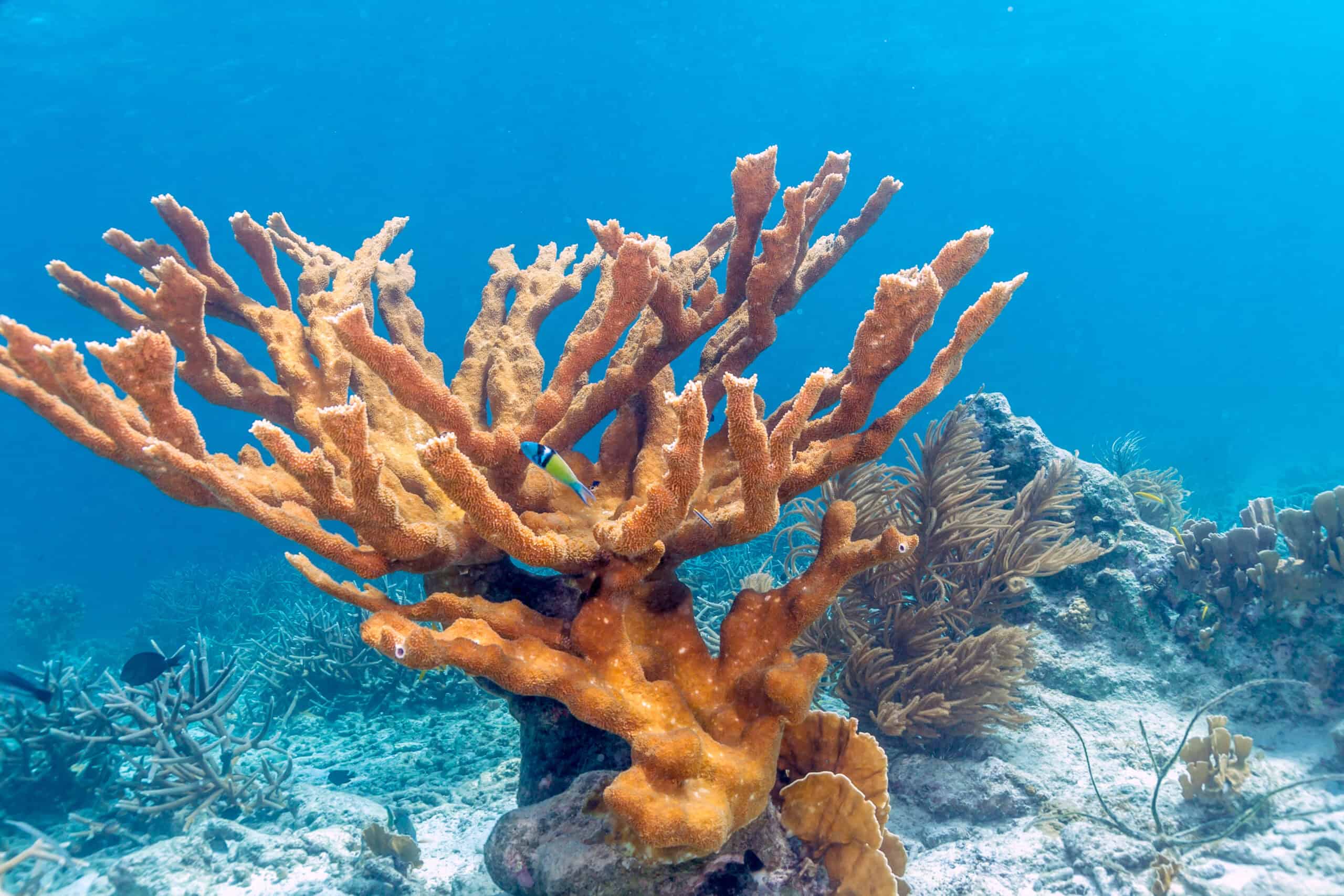 Elkhorn Coral (Acropora palmata)