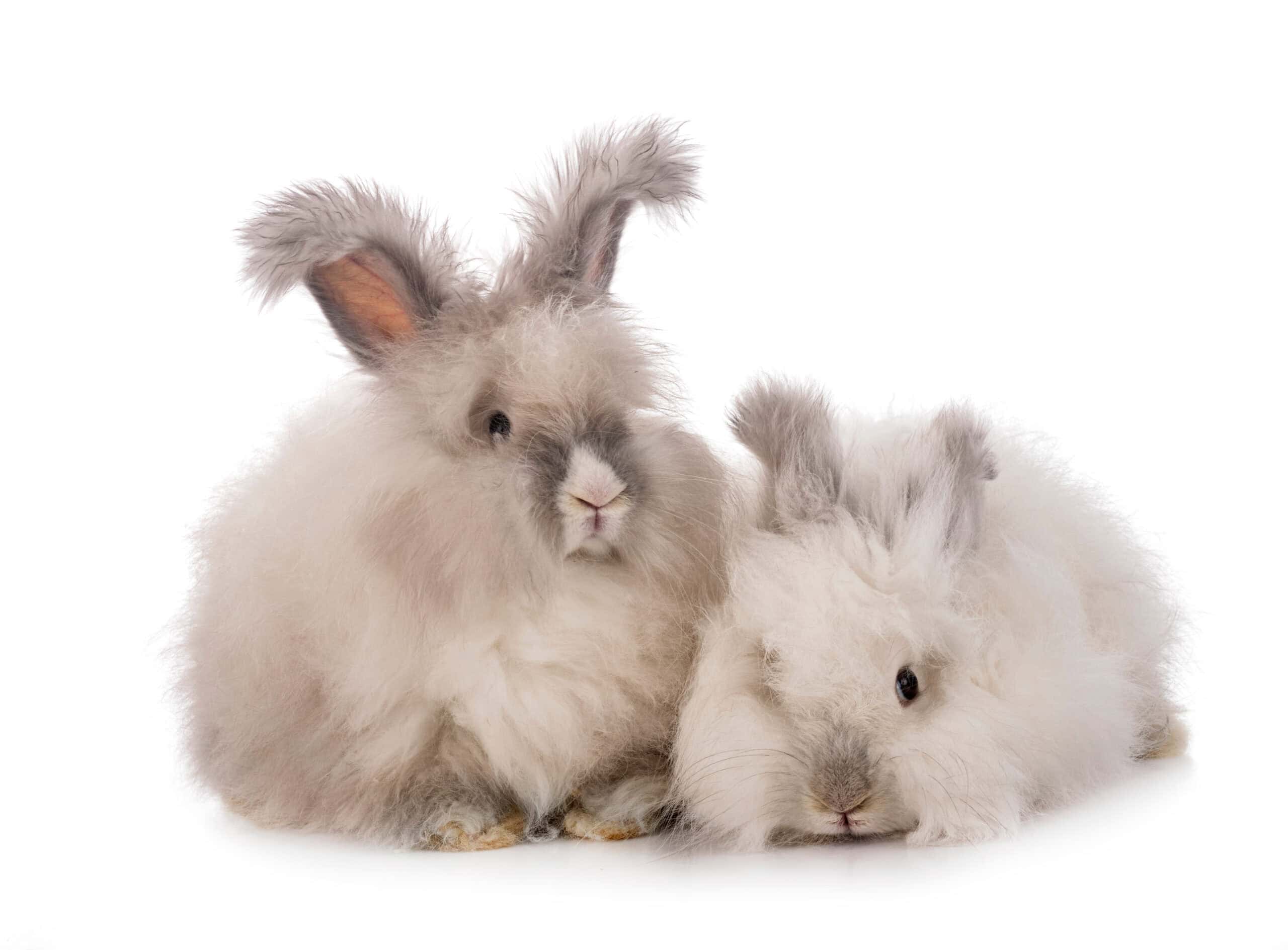 English Angora