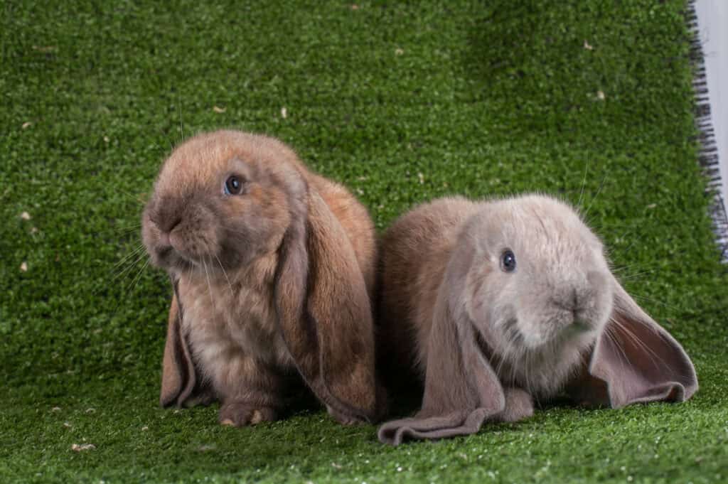 English Lop Rabbit