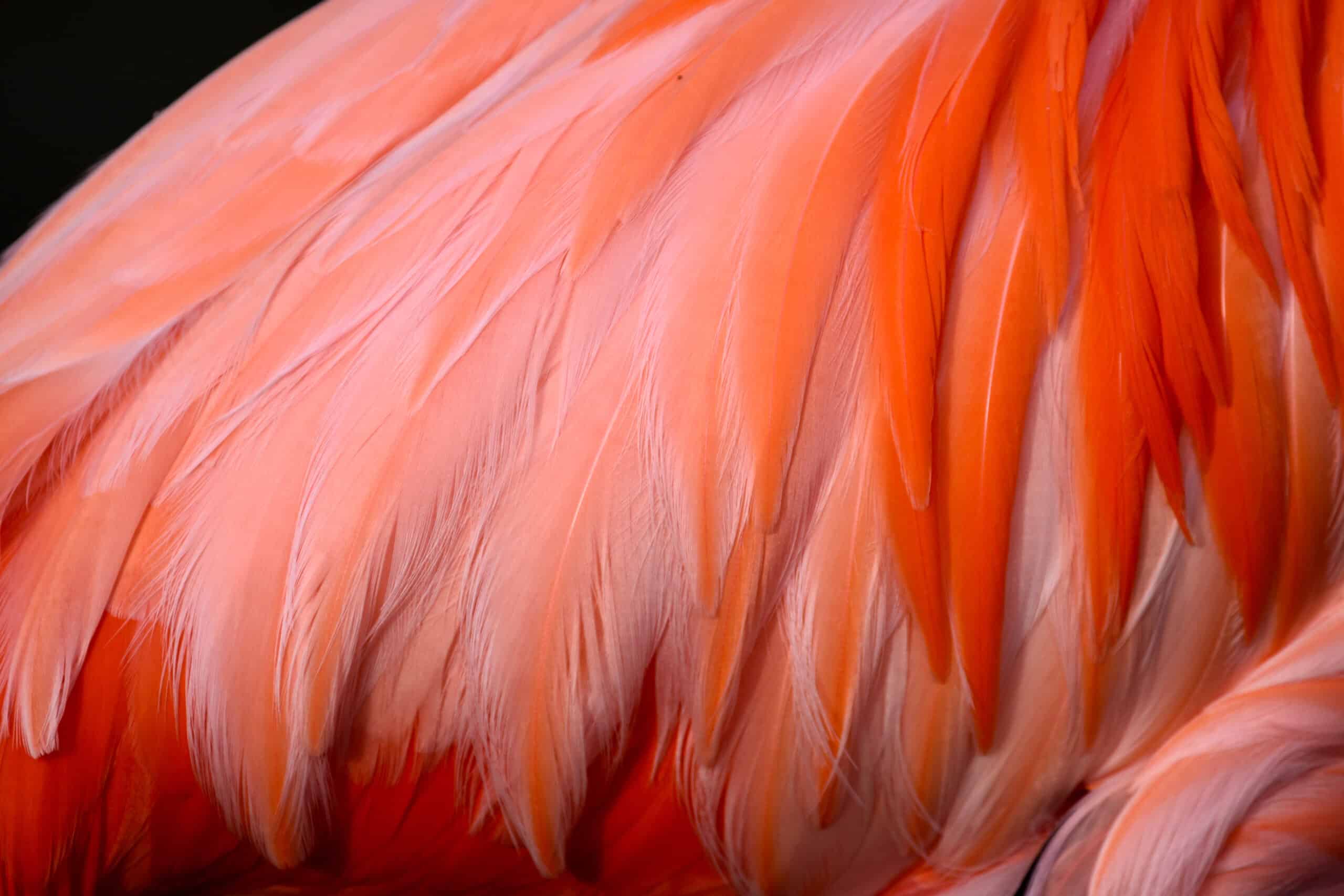 Flamingo Feather