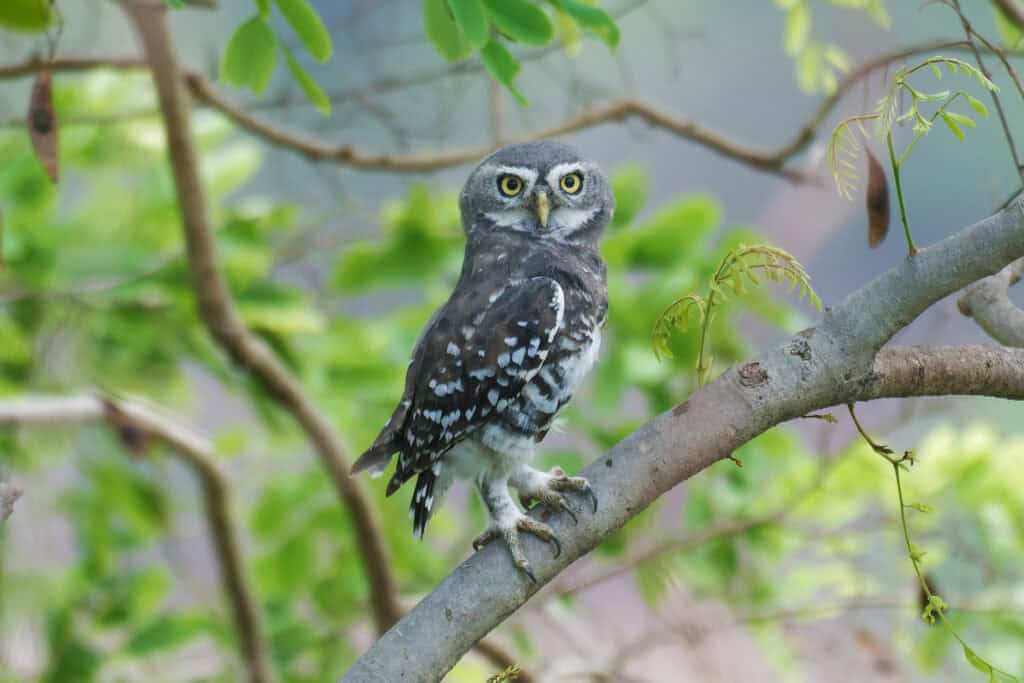 Forest Owlet