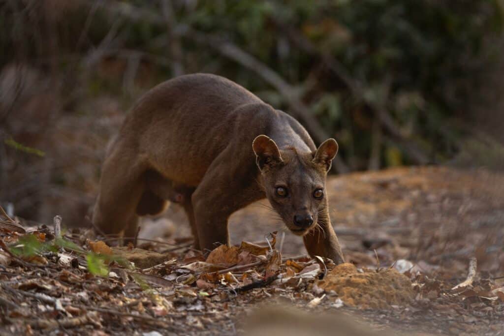 Fossa