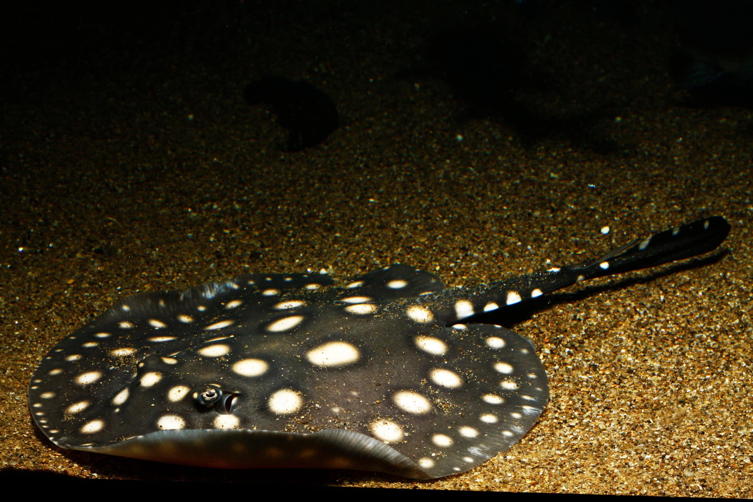 Freshwater Polka Dot Stingray