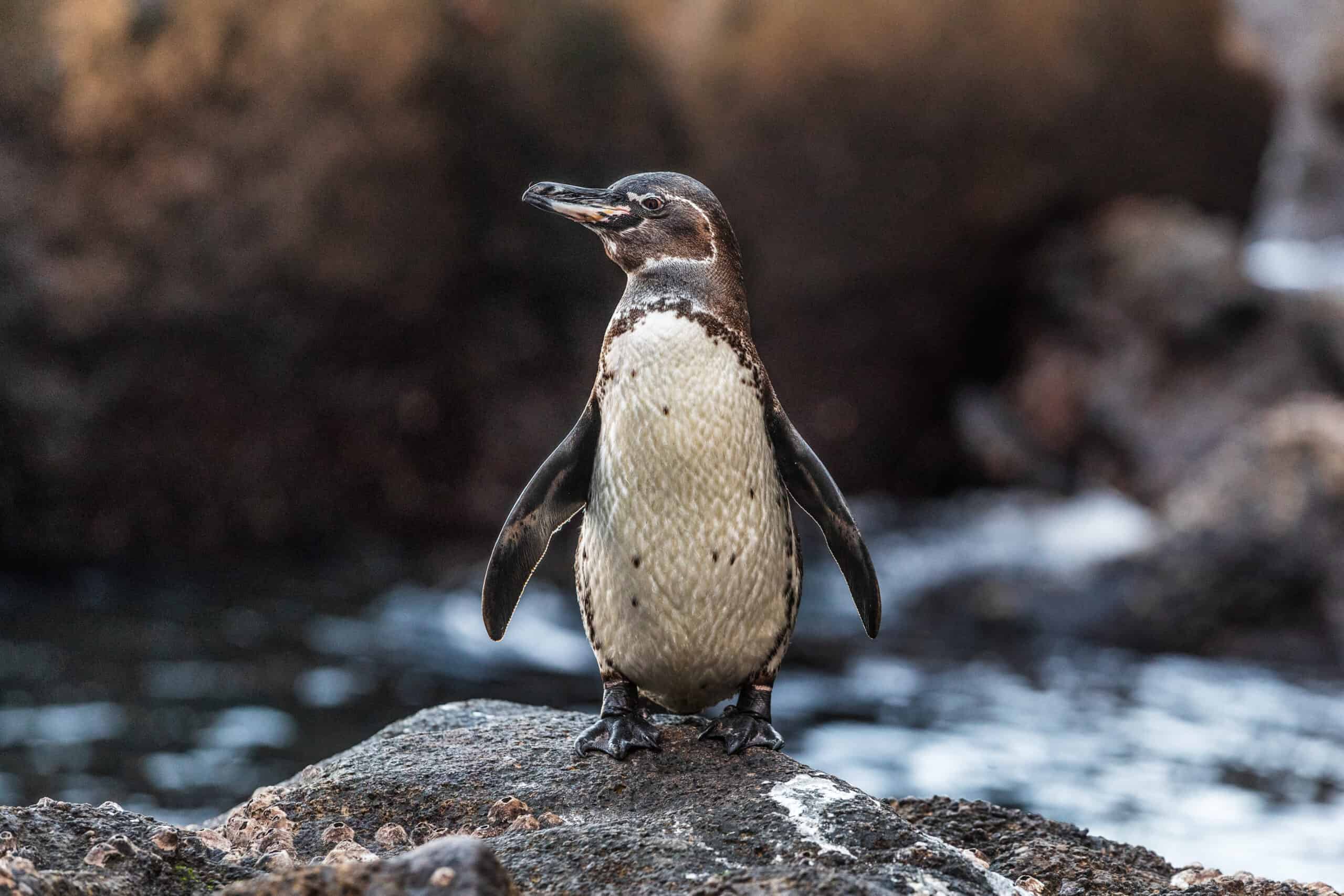 Galapagos Penguin