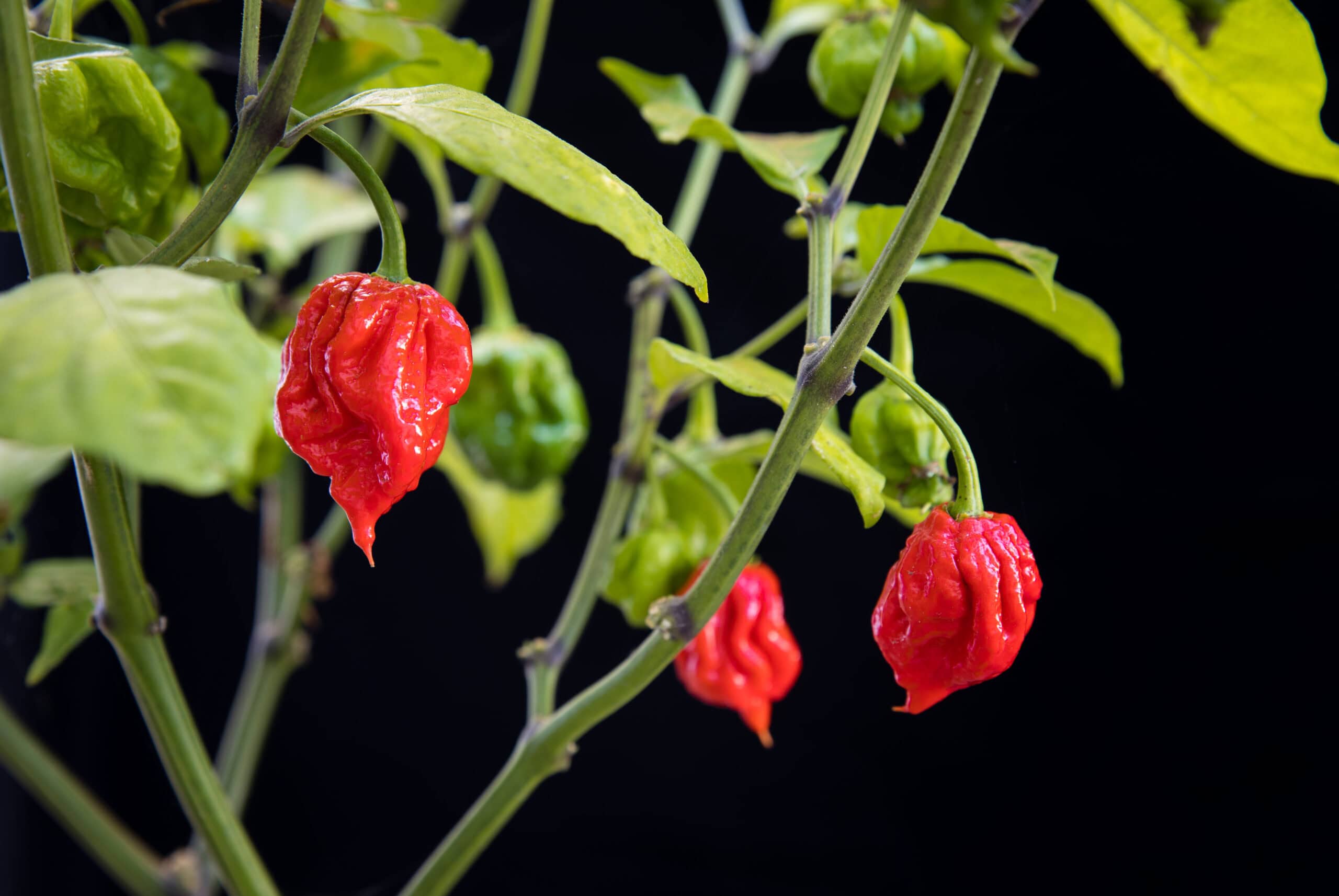 Ghost Pepper