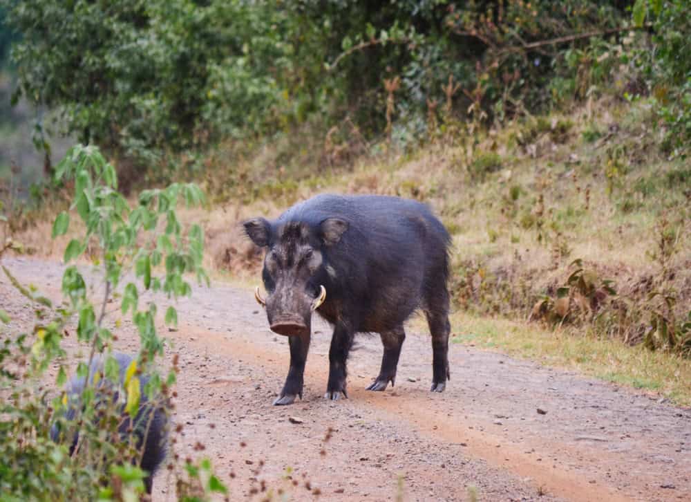 Giant Forest Hog