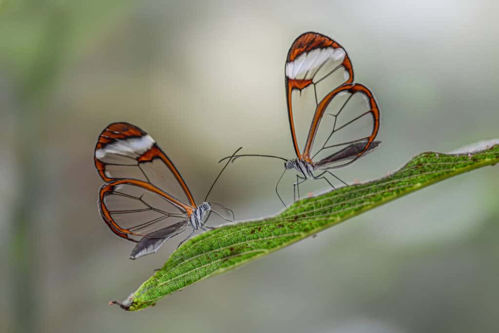 Glasswing Butterfly