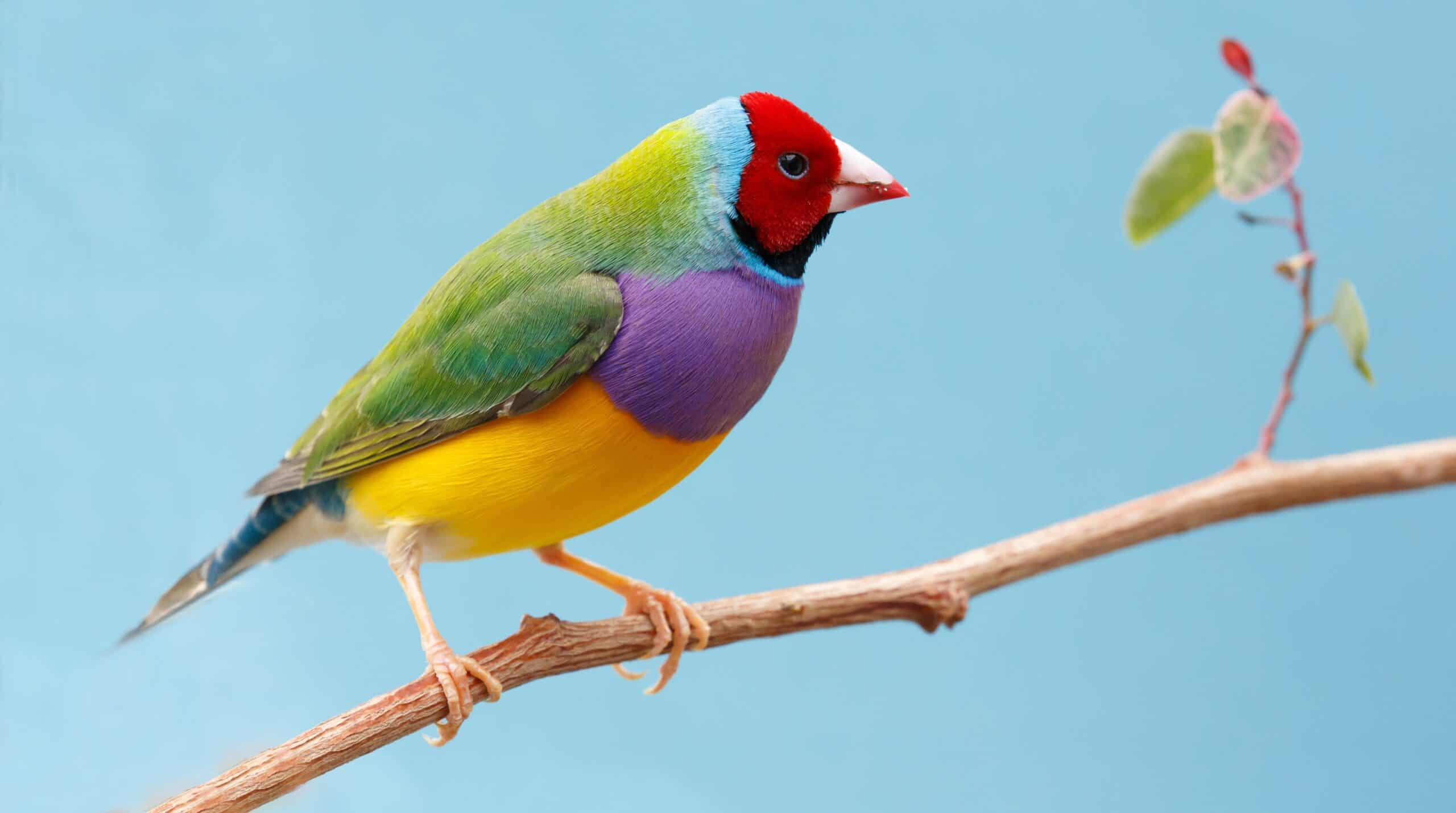 Gouldian Finch Feather