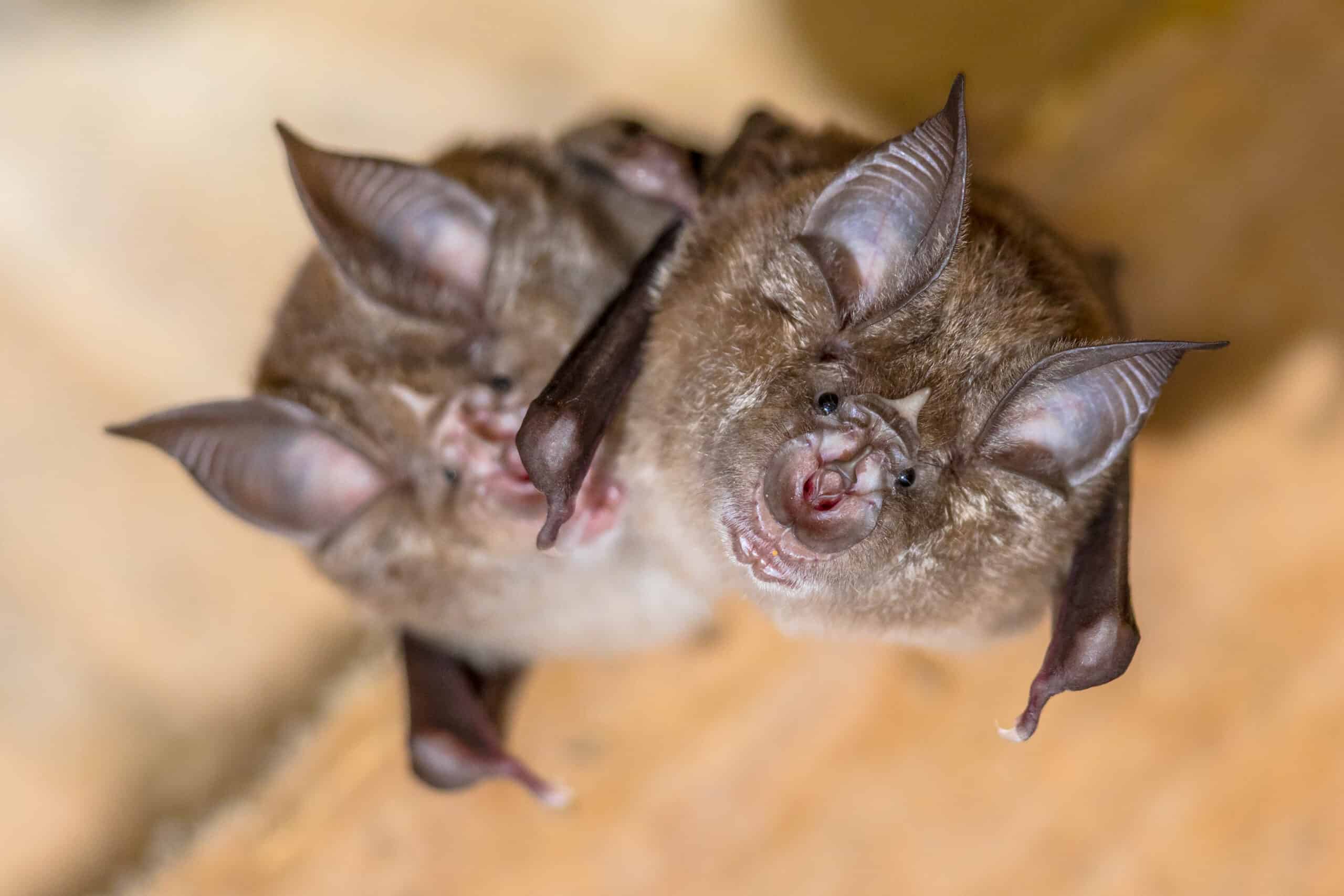 Greater Horseshoe Bat