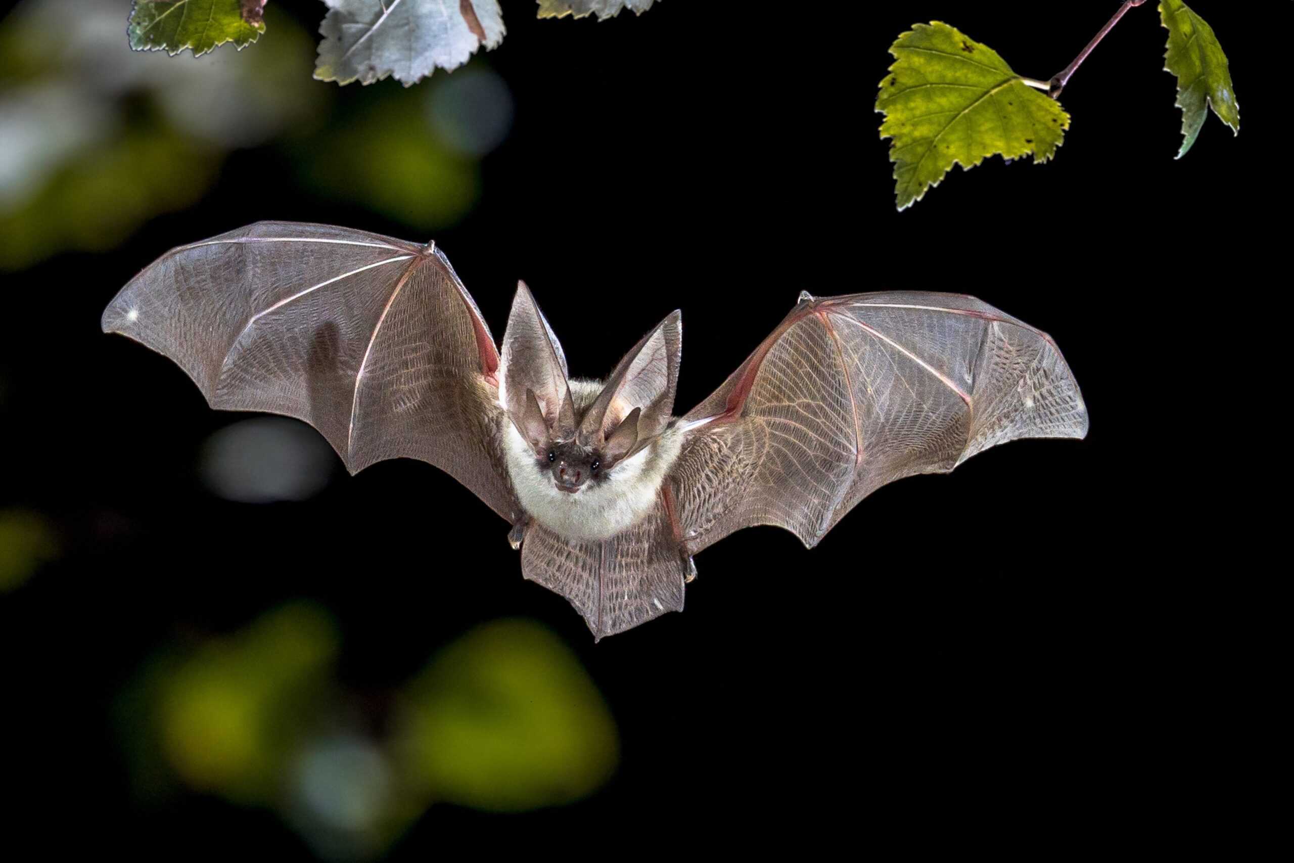 Greater Mouse-Eared Bat