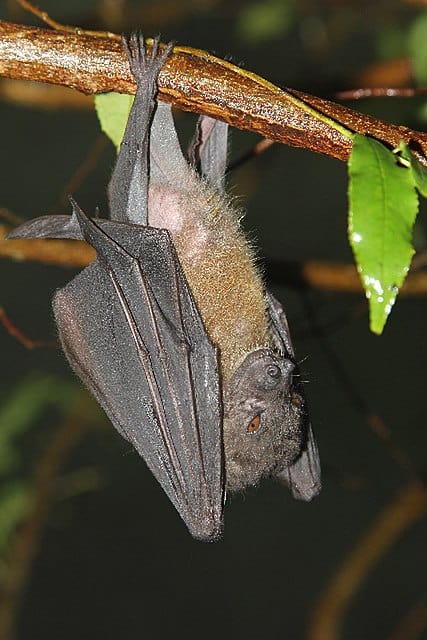 Greater Musky Fruit Bat