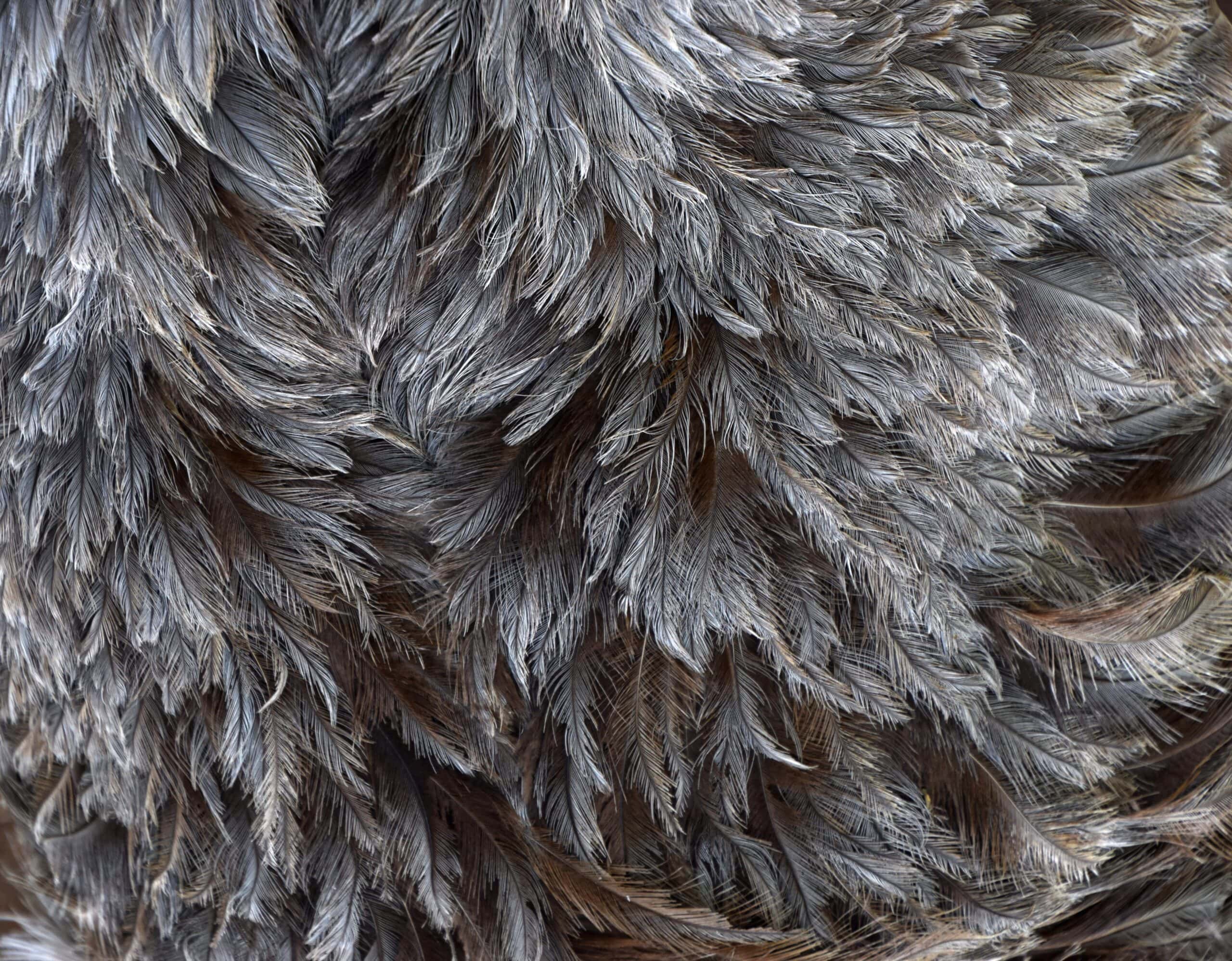 Greater Rhea Feather