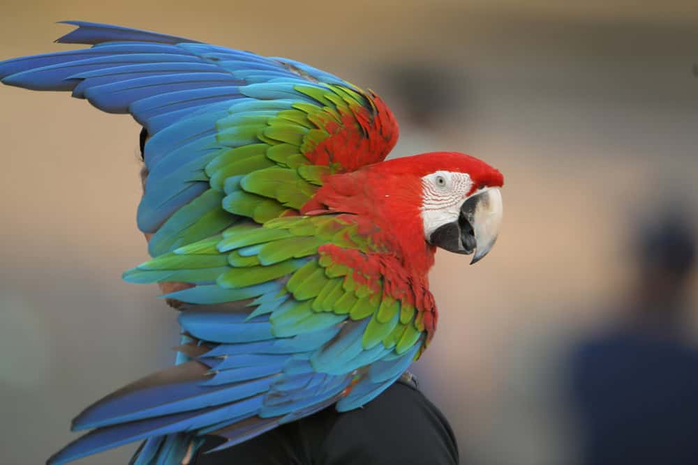 Green-winged Macaw attempting to fly