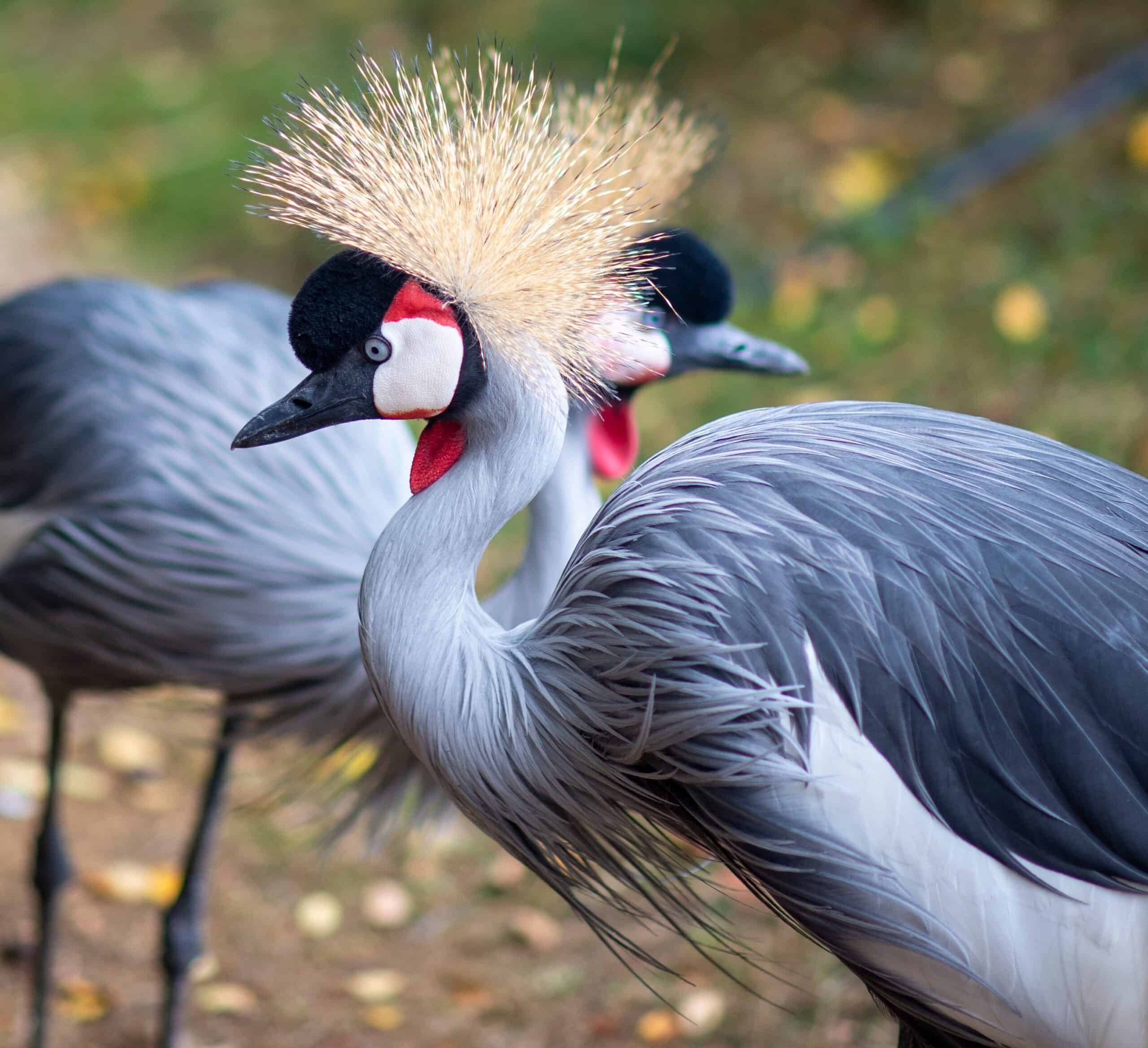 Grey Crowned Crane Feather