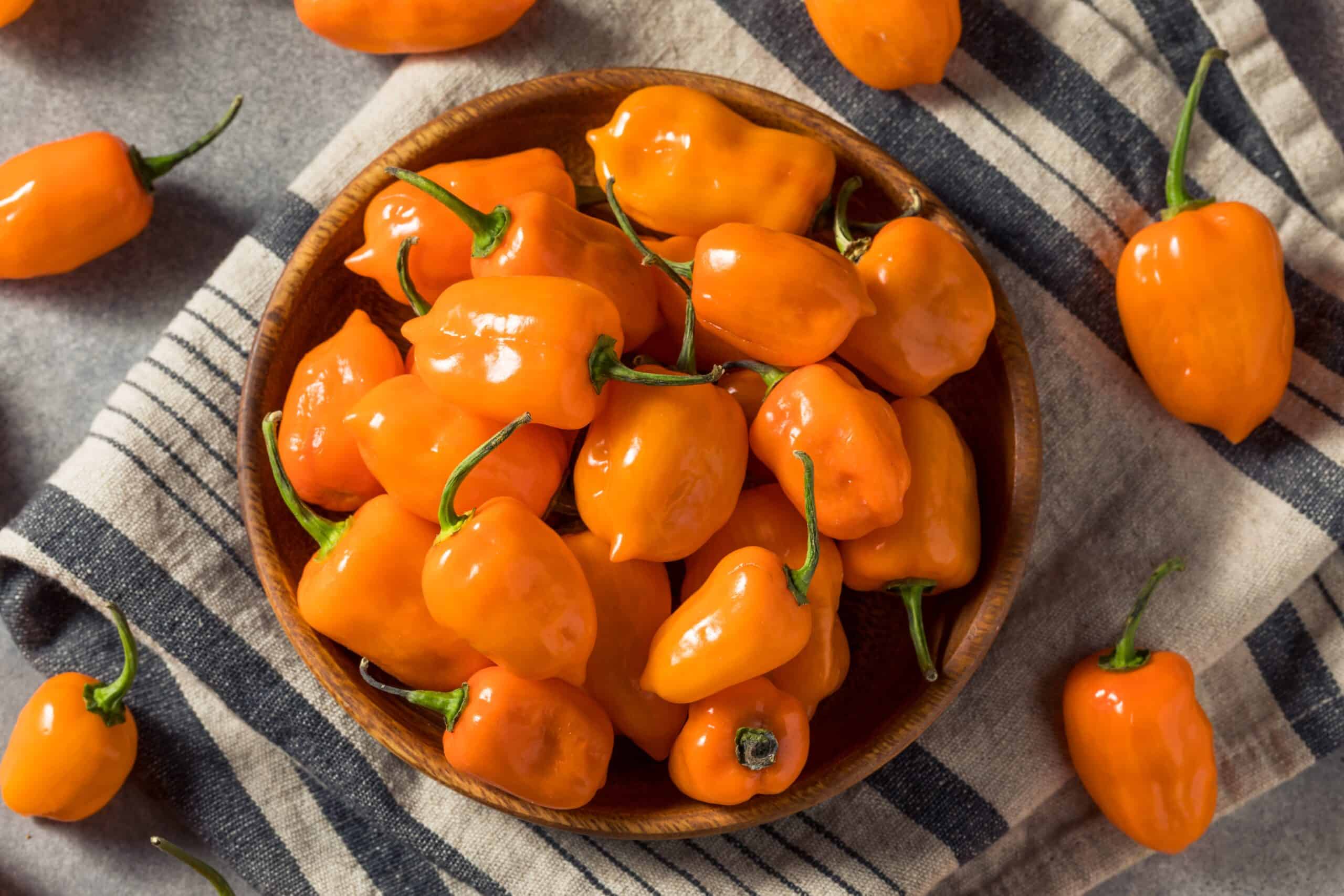 Habanero Pepper