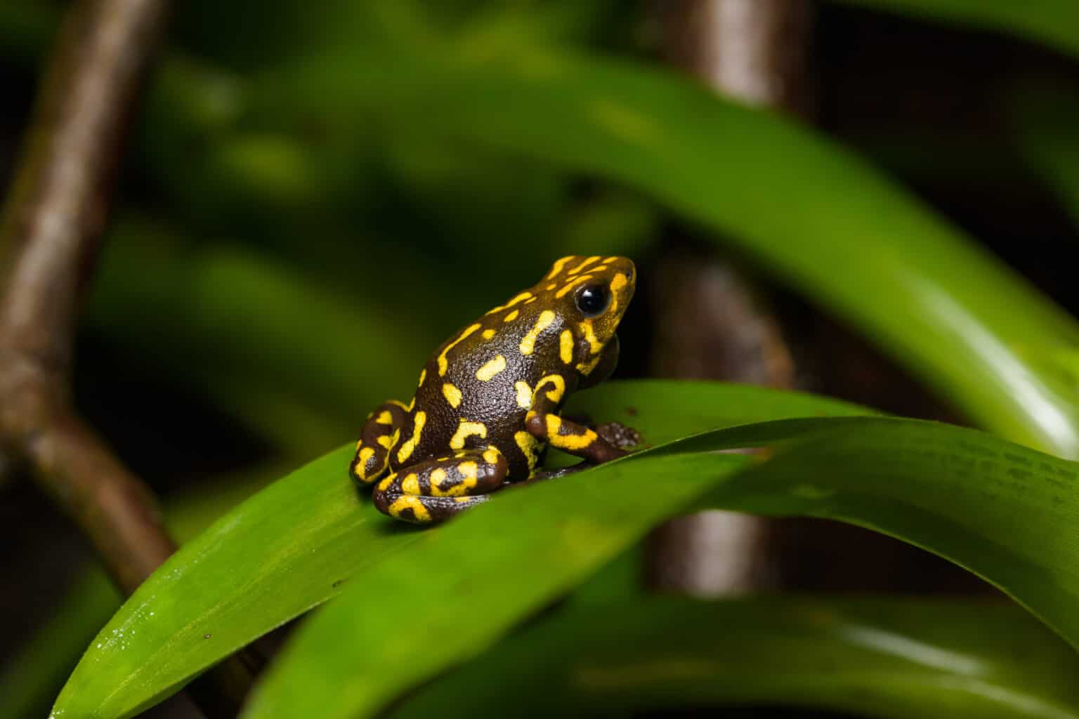 17 Rarest Amphibians on the Brink of Extinction - Rarest.org