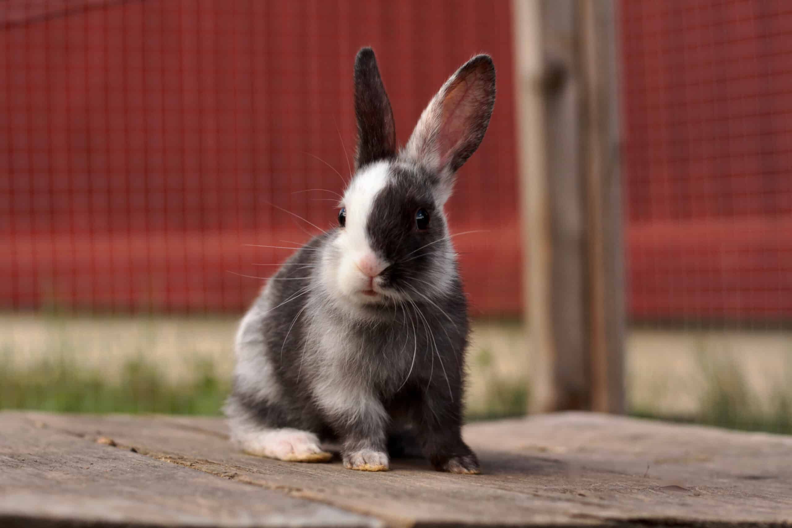 Harlequin Rabbit