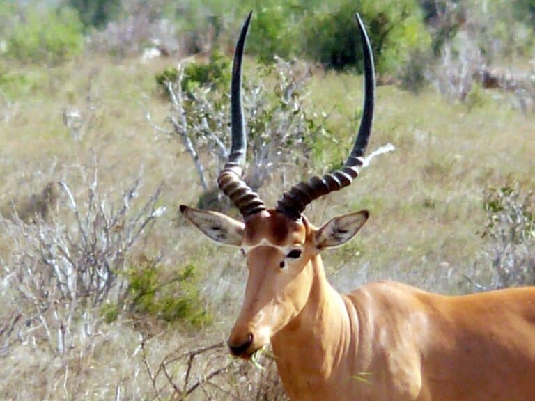 The 19 Rarest Deer and Antelope Species Around the World - Rarest.org