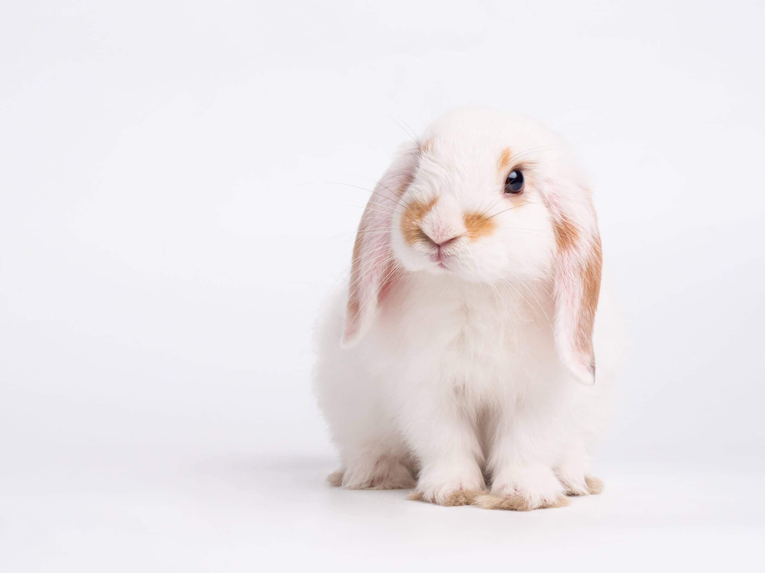 Holland Lop Rabbit