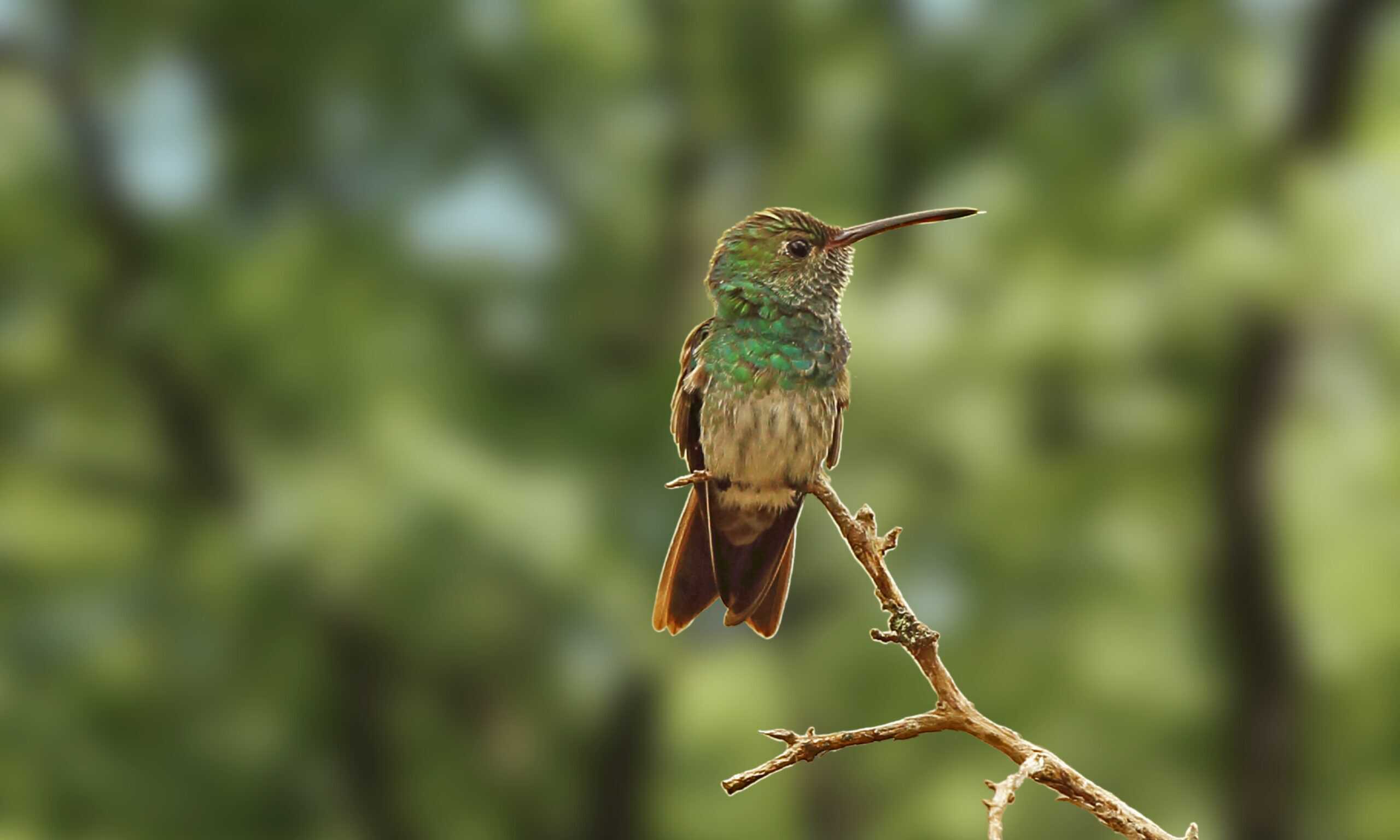 Honduran Emerald